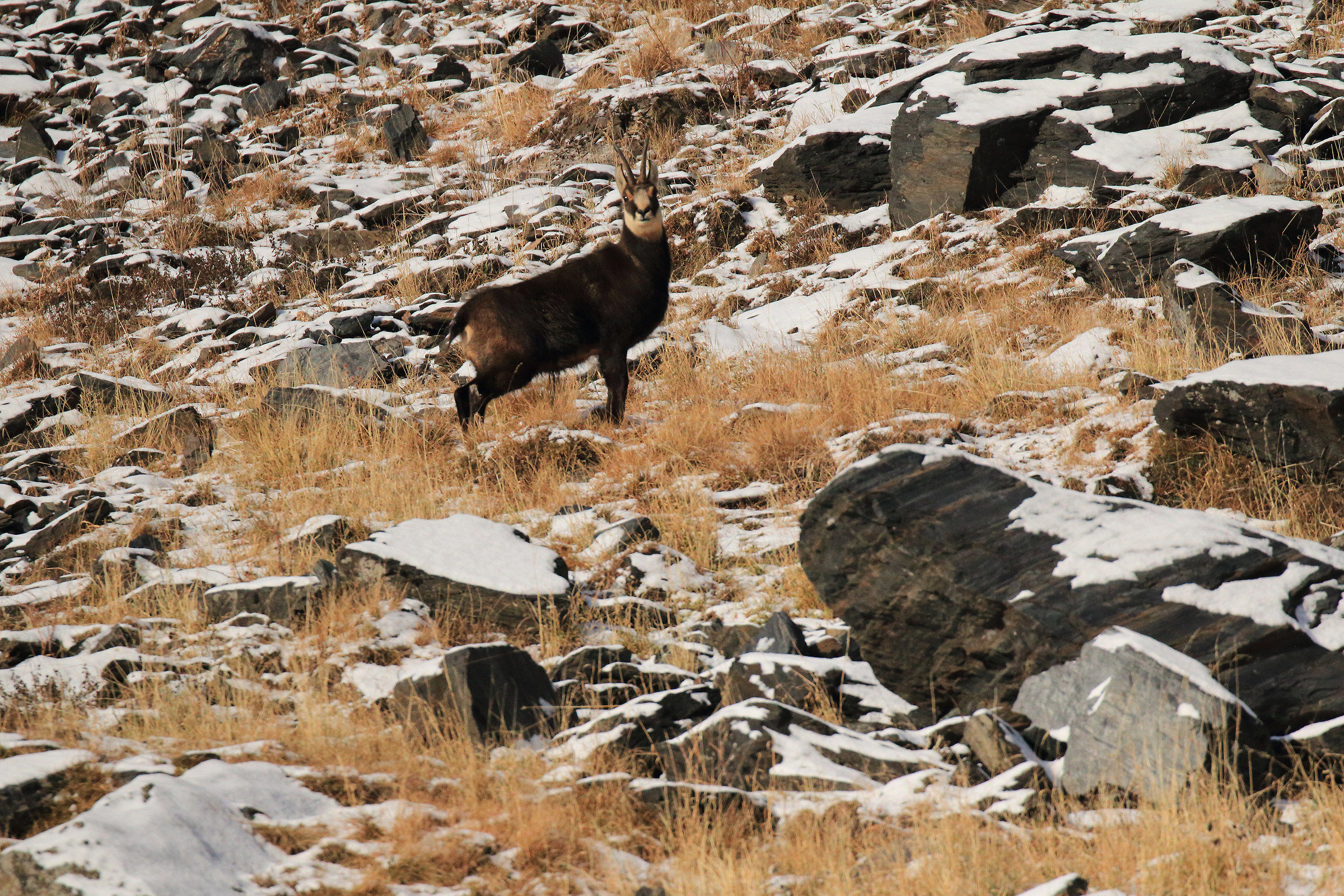 sorpreso...inaspettato