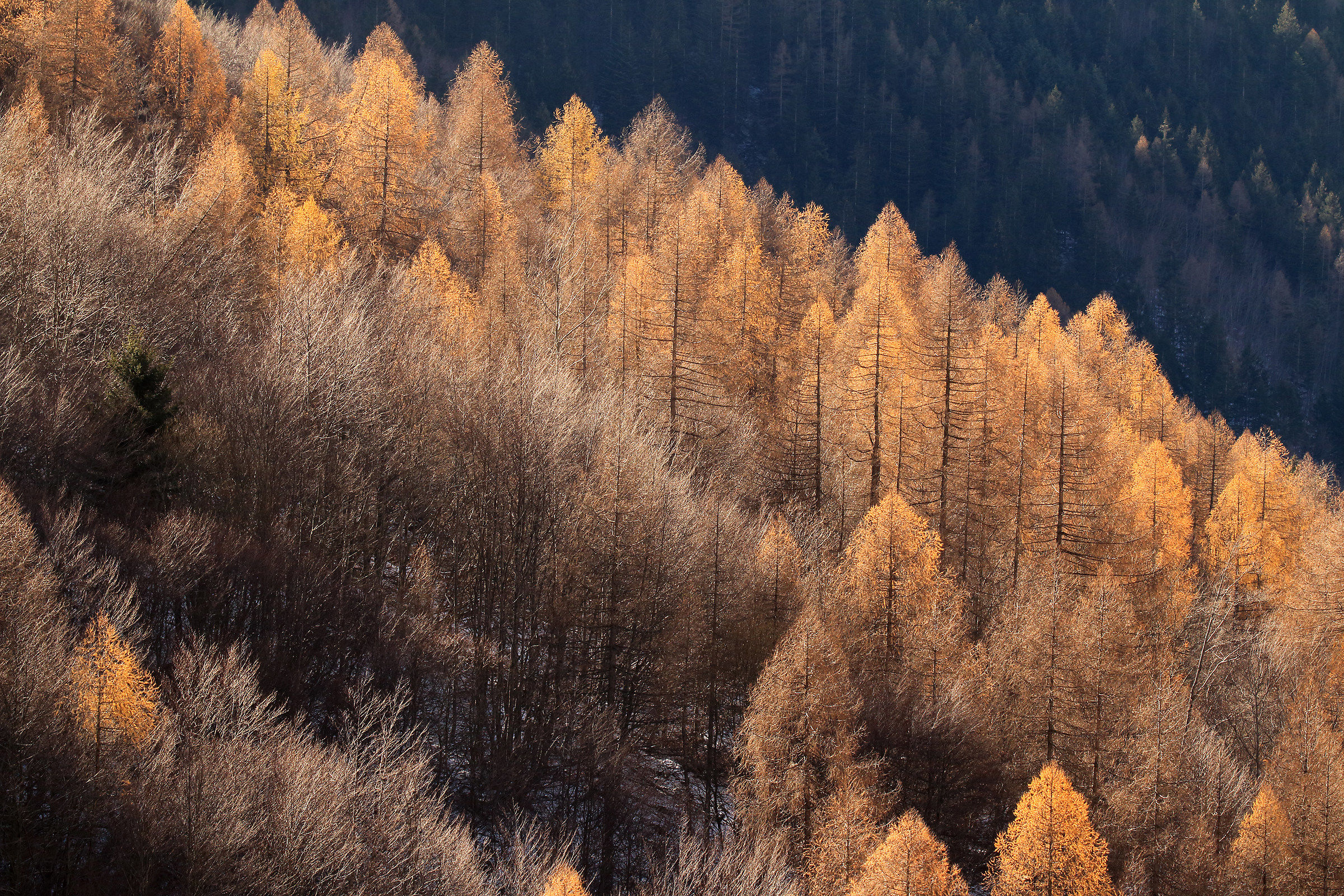 last larch color