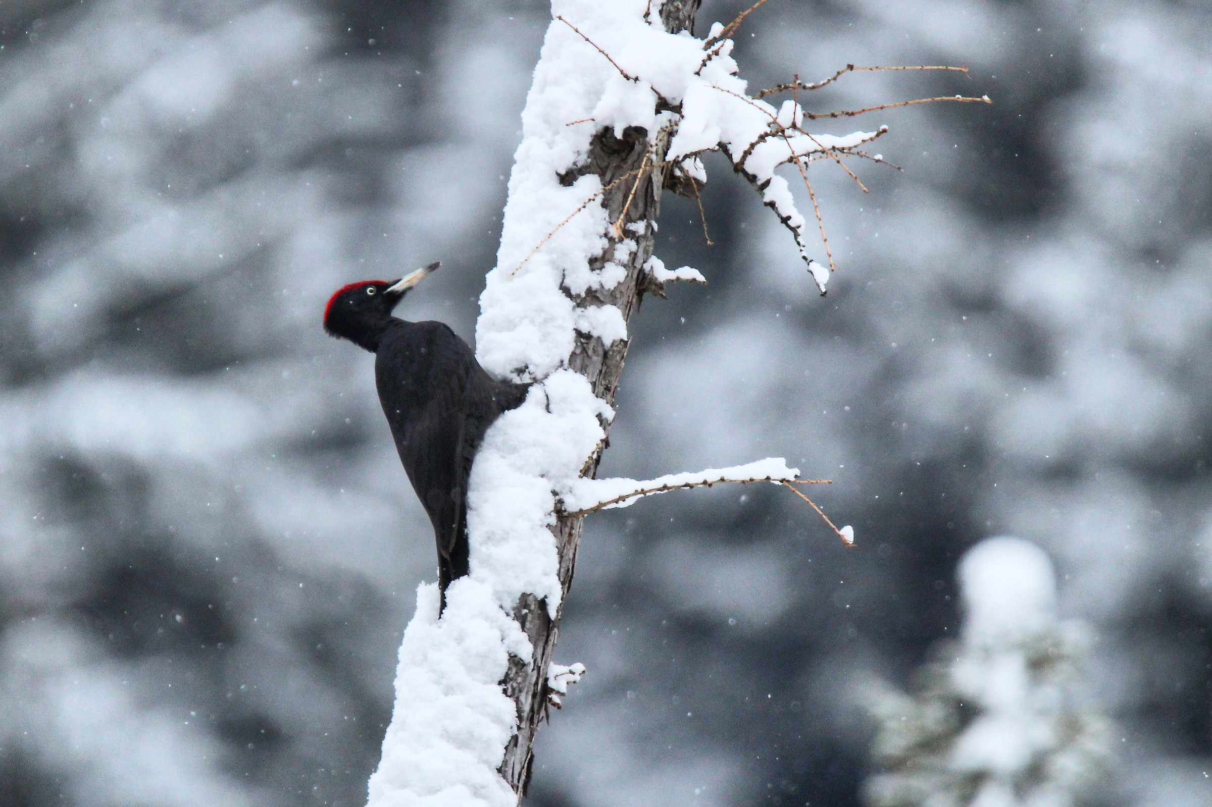 Black woodpecker