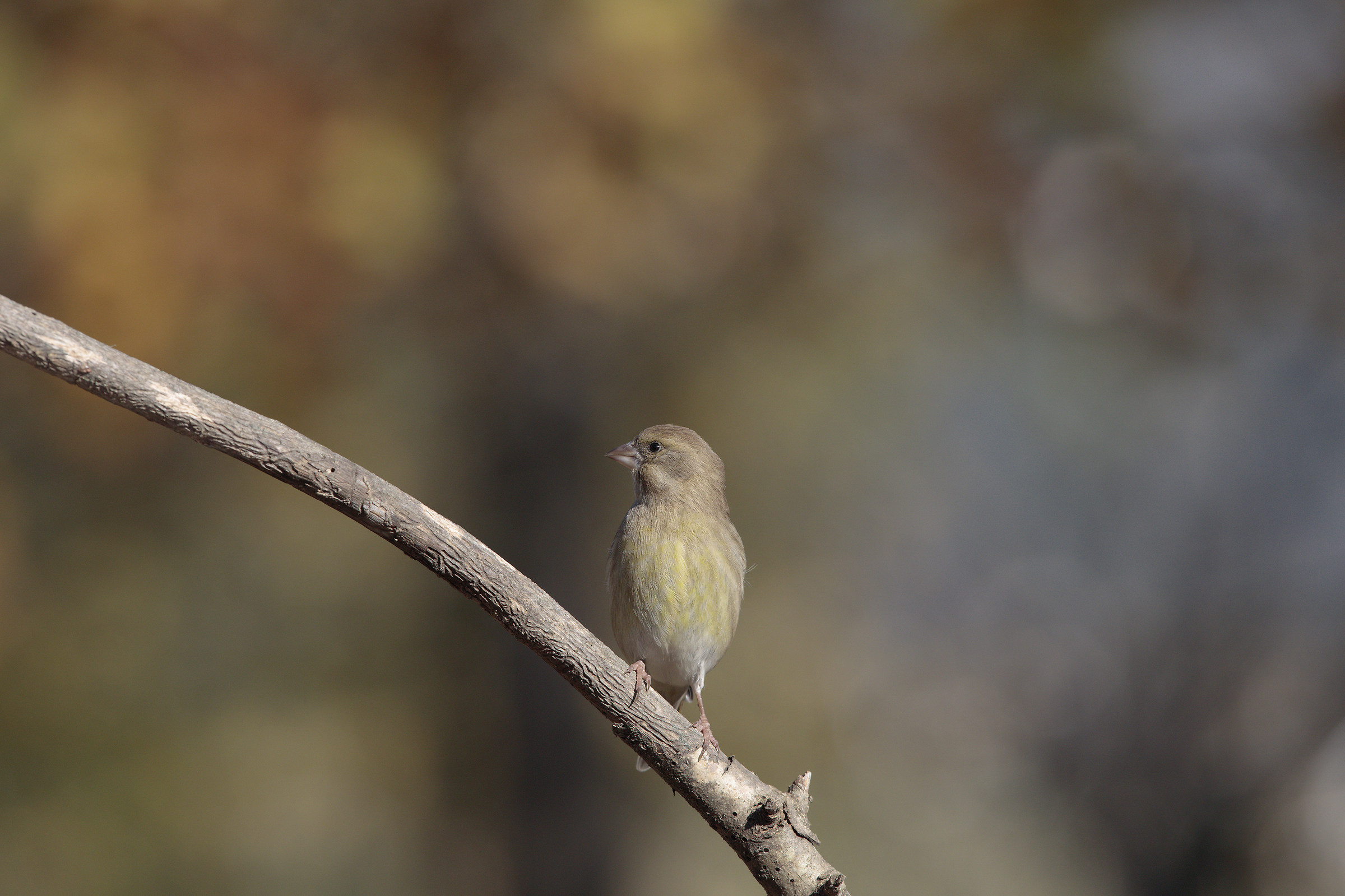 da 8868 a 3800 jpg da raw