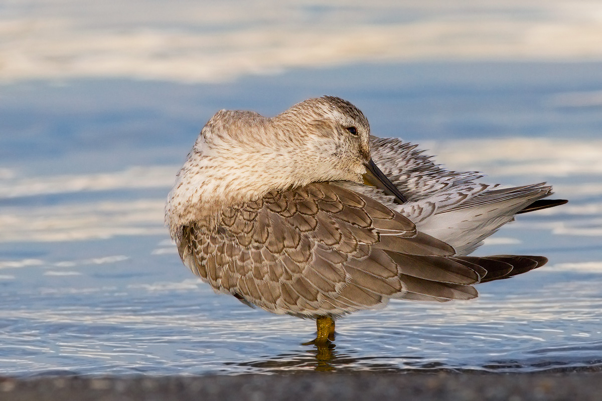 Sandpiper Major
