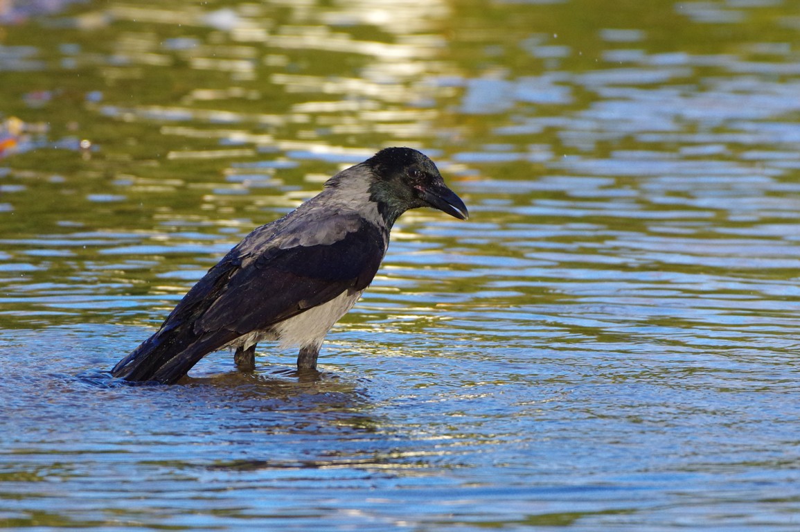Cornacchia grigia (Corvus cornix)