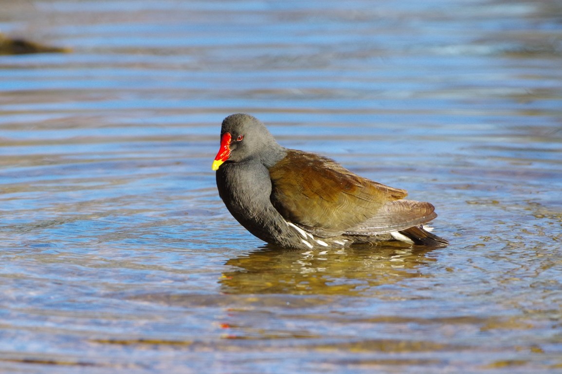 Gallinella d'acqua (Gallinula chloropus)