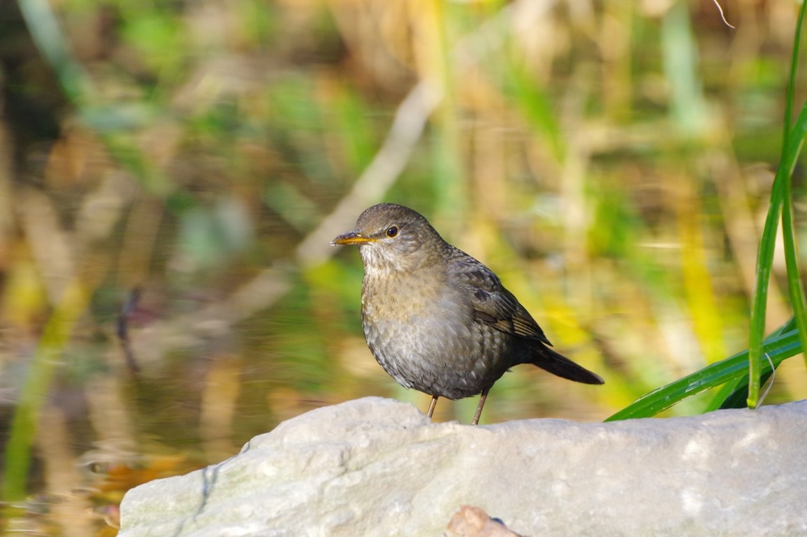 Merlo (Turdus merula)