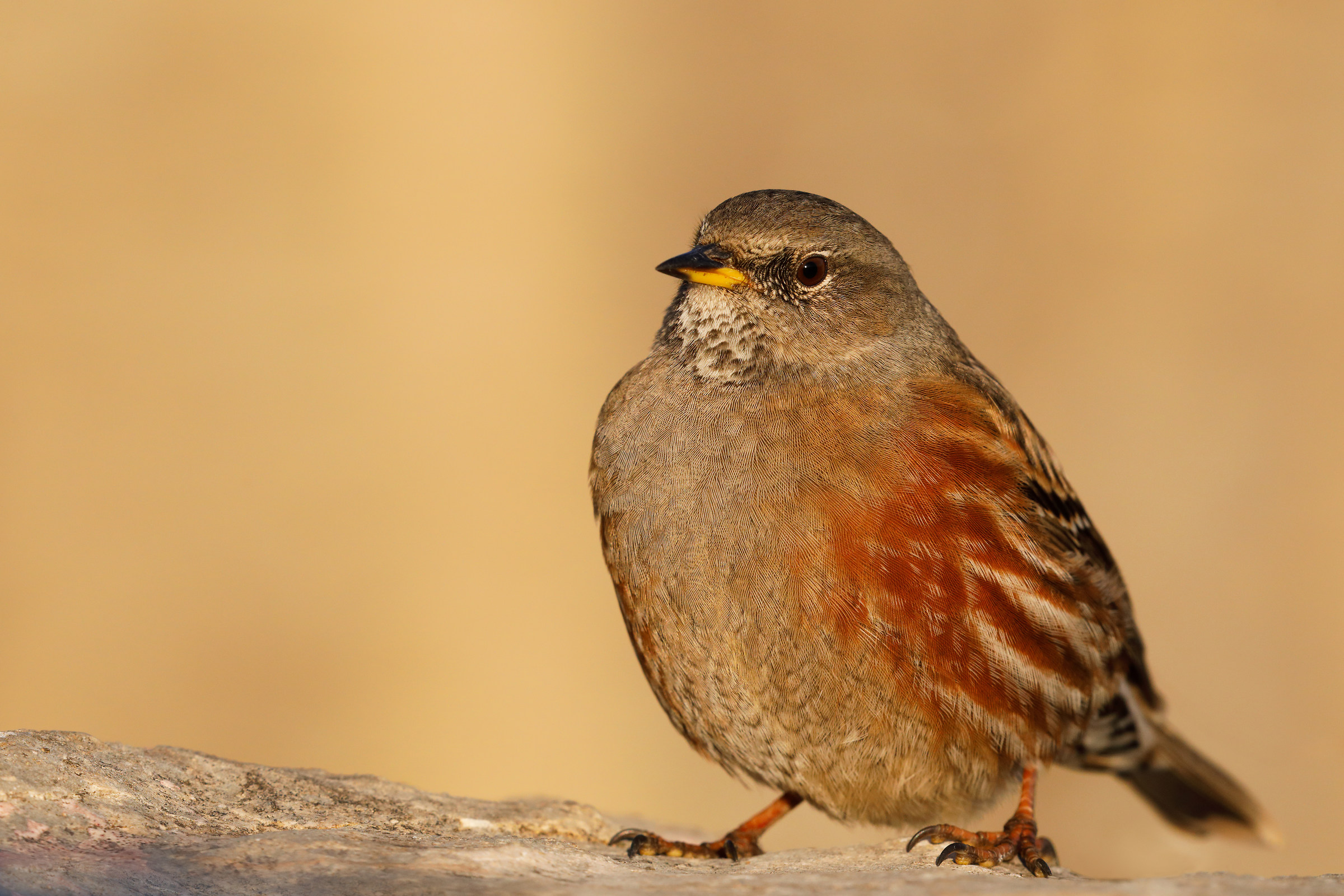 Accentor
