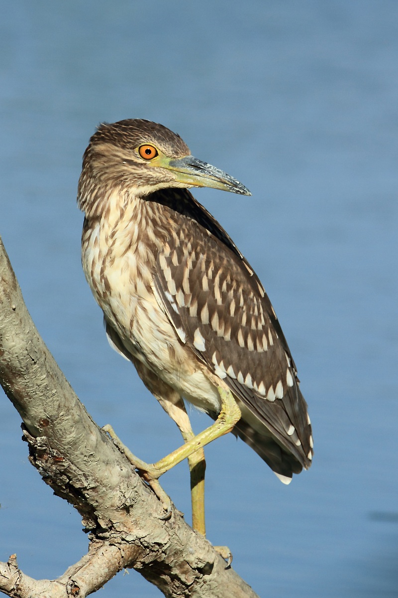 Night Heron juv.