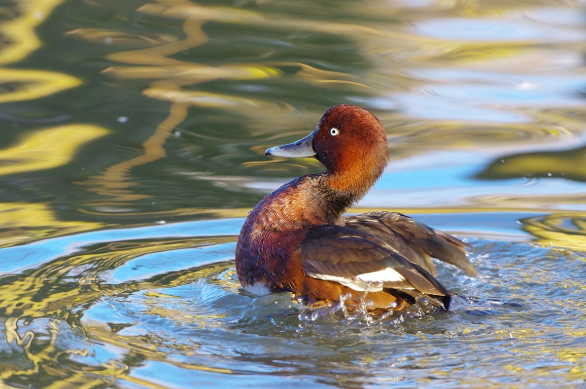 Moretta tabaccata (Aythya nyroca)