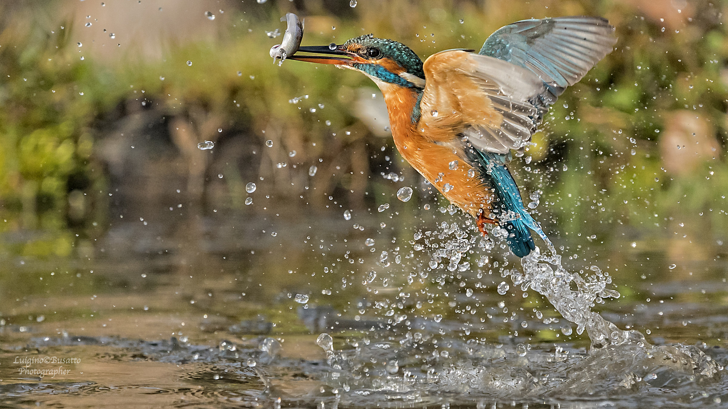 Kingfisher with fish