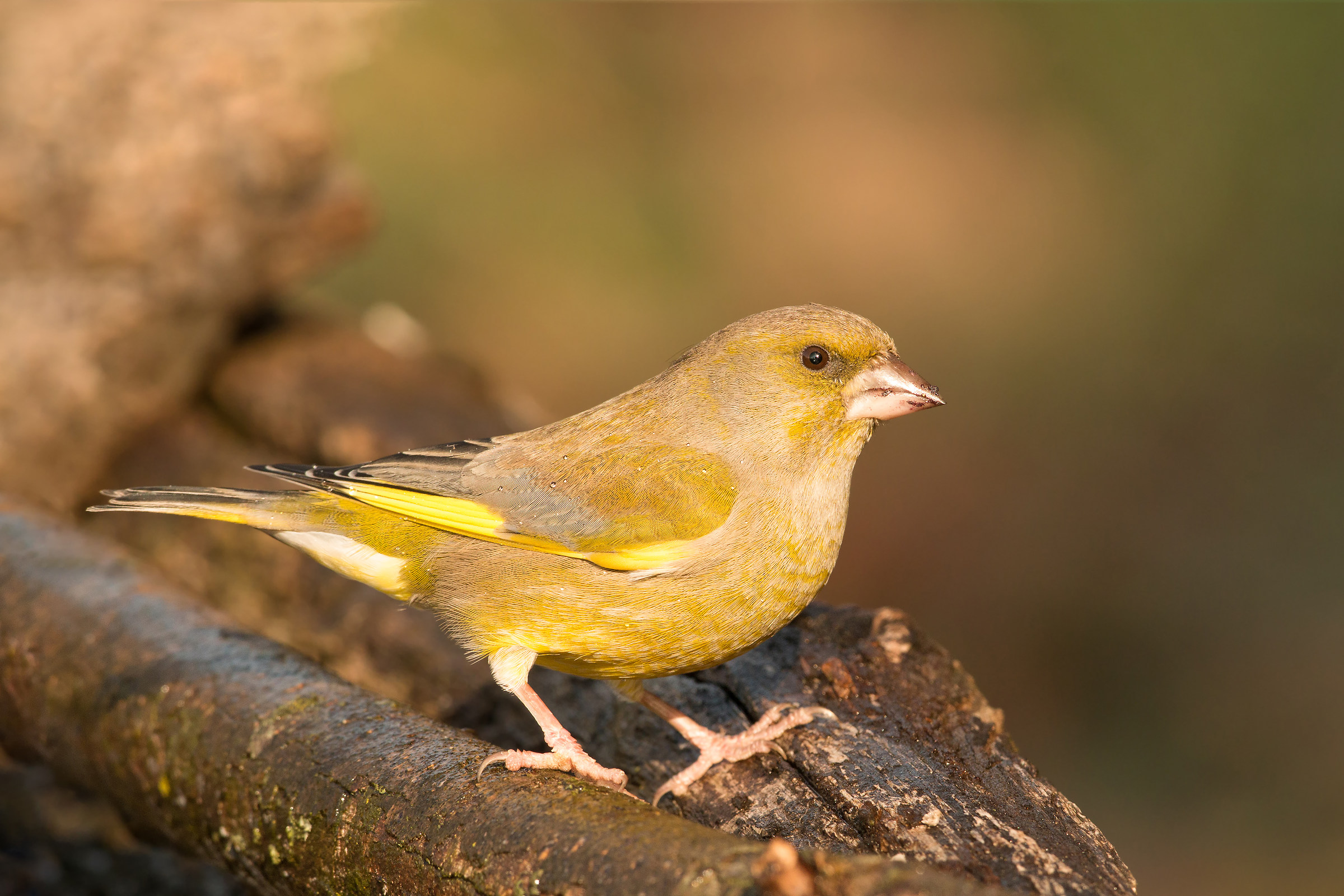greenfinch