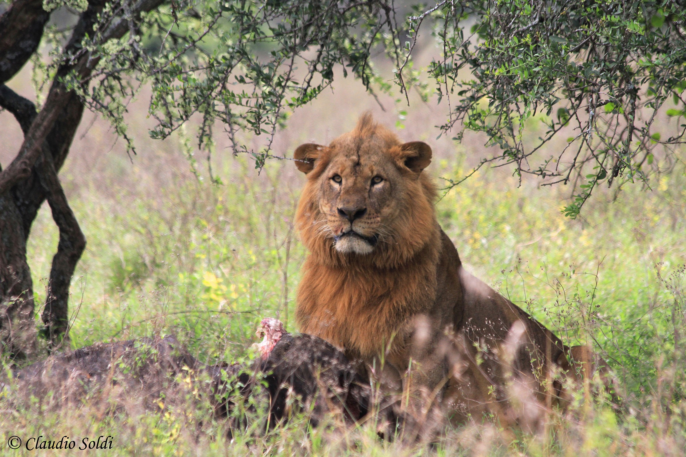 His Majesty - The King