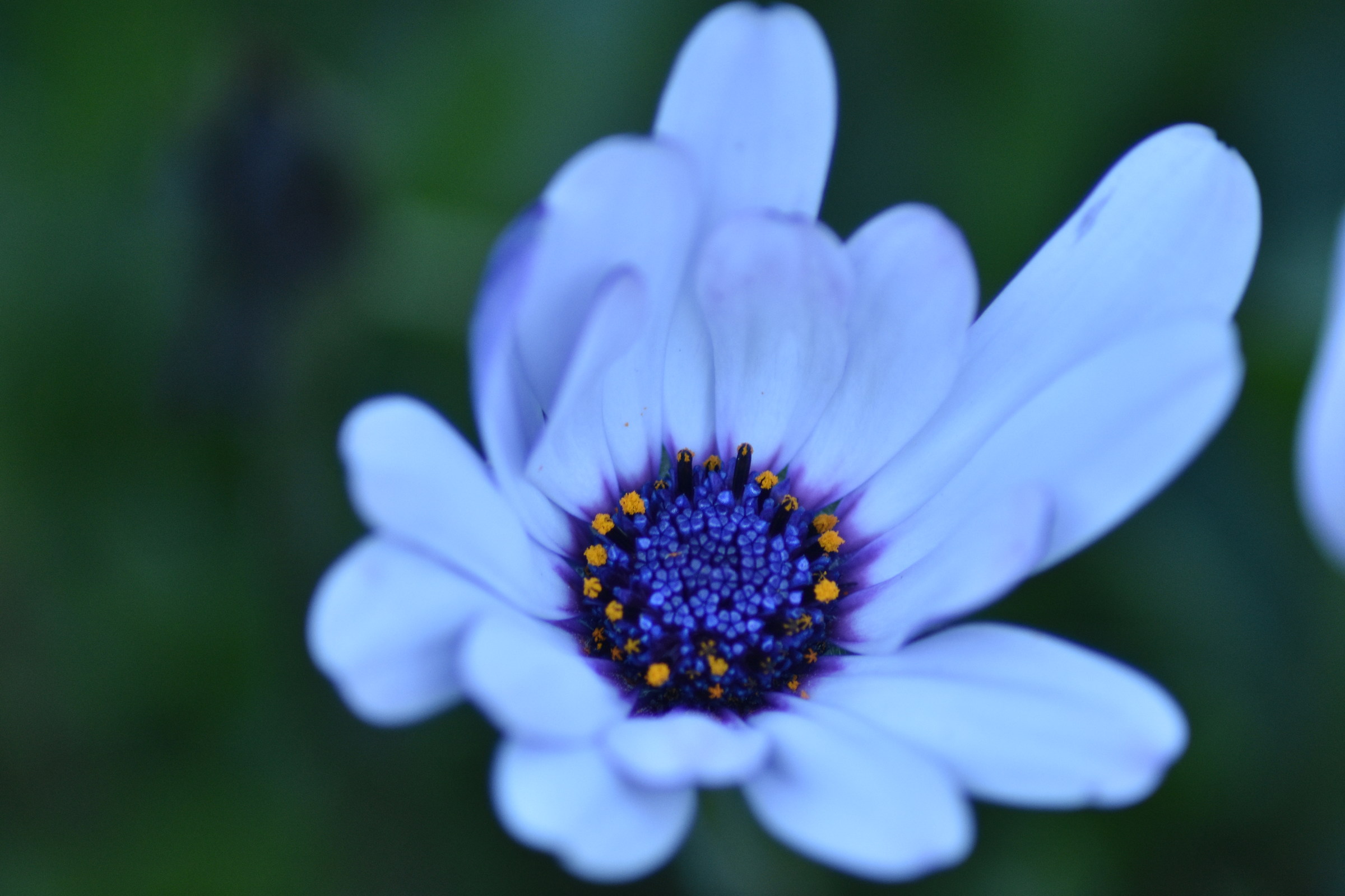 The flowers in the flower