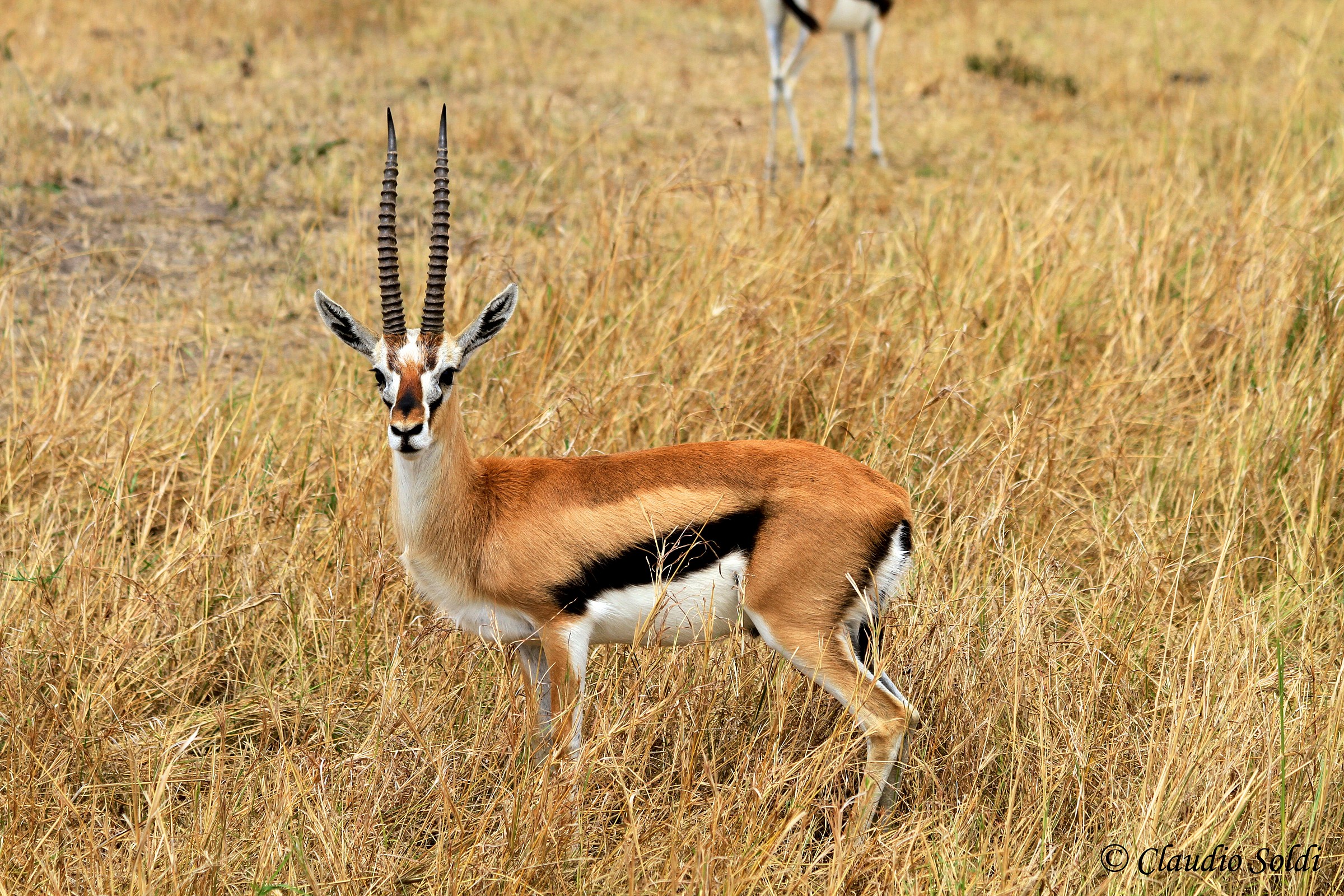 Gazelle - Masai Mara