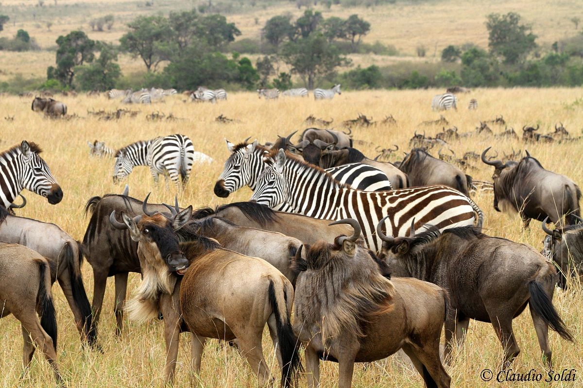 Wildebeest and zebras - Masai Mara