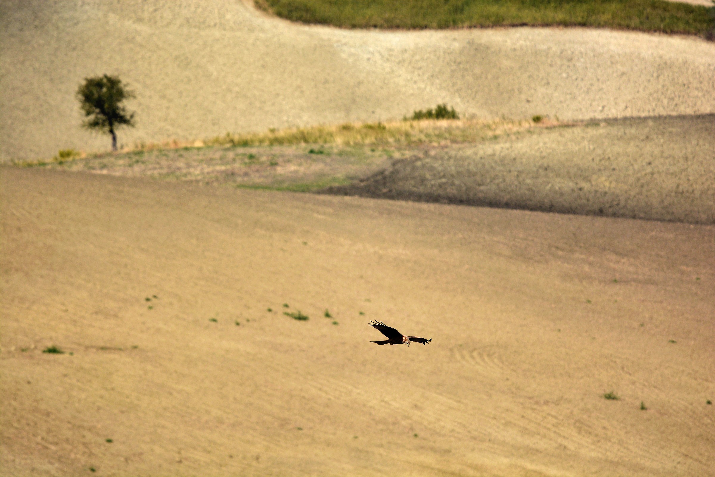 Libero ,in Libero Volo