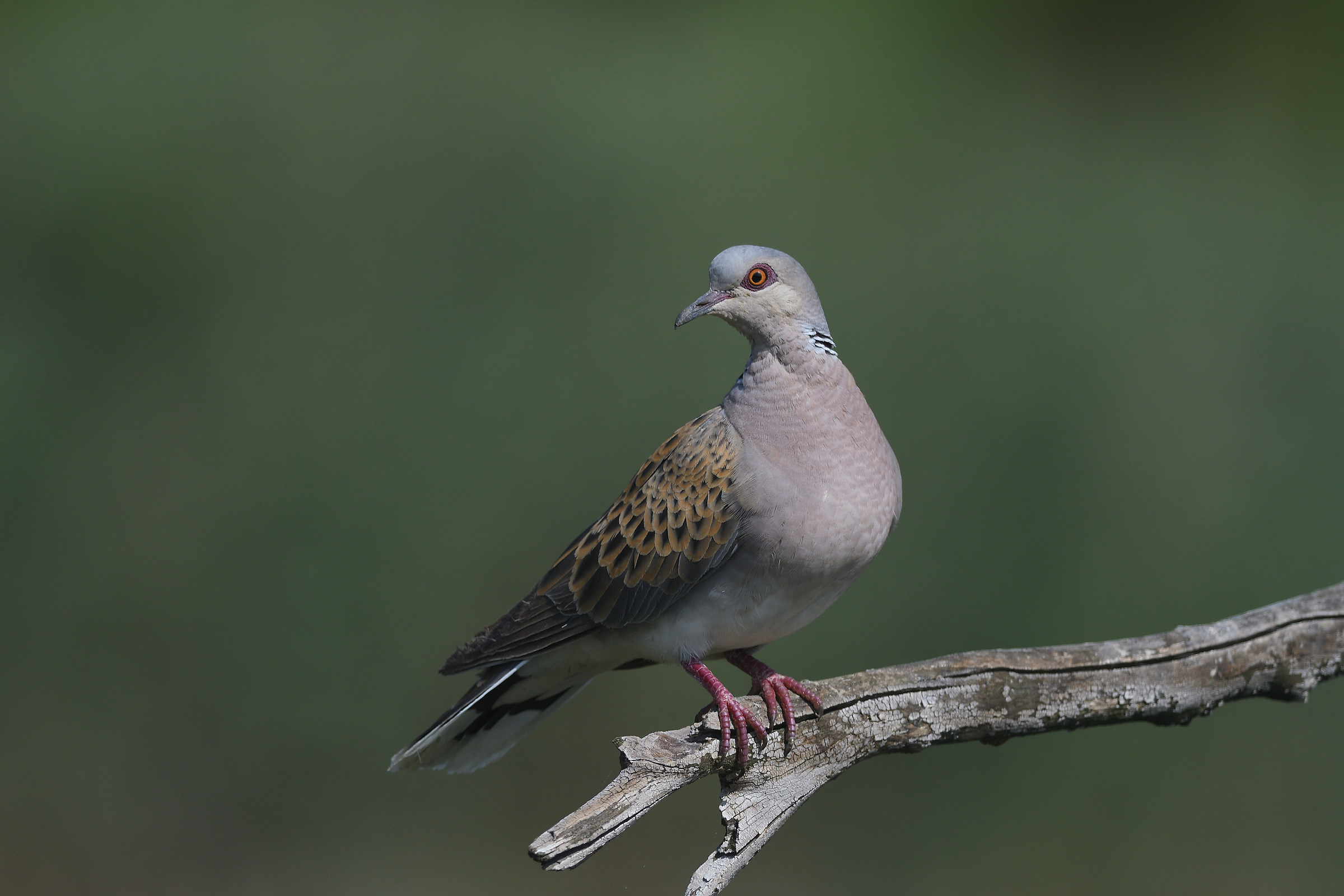 Collared dove