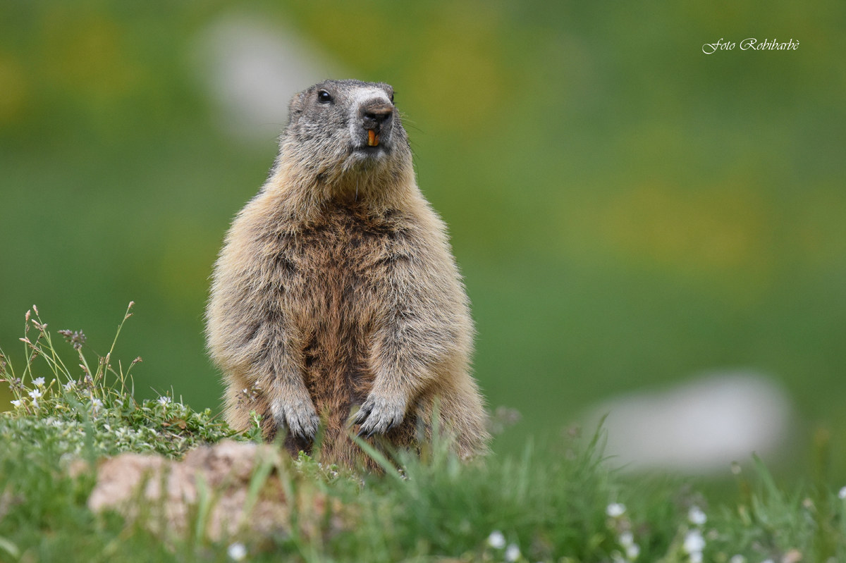 Marmot...