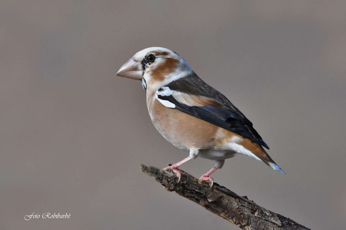 Il Frosone "bianco"...