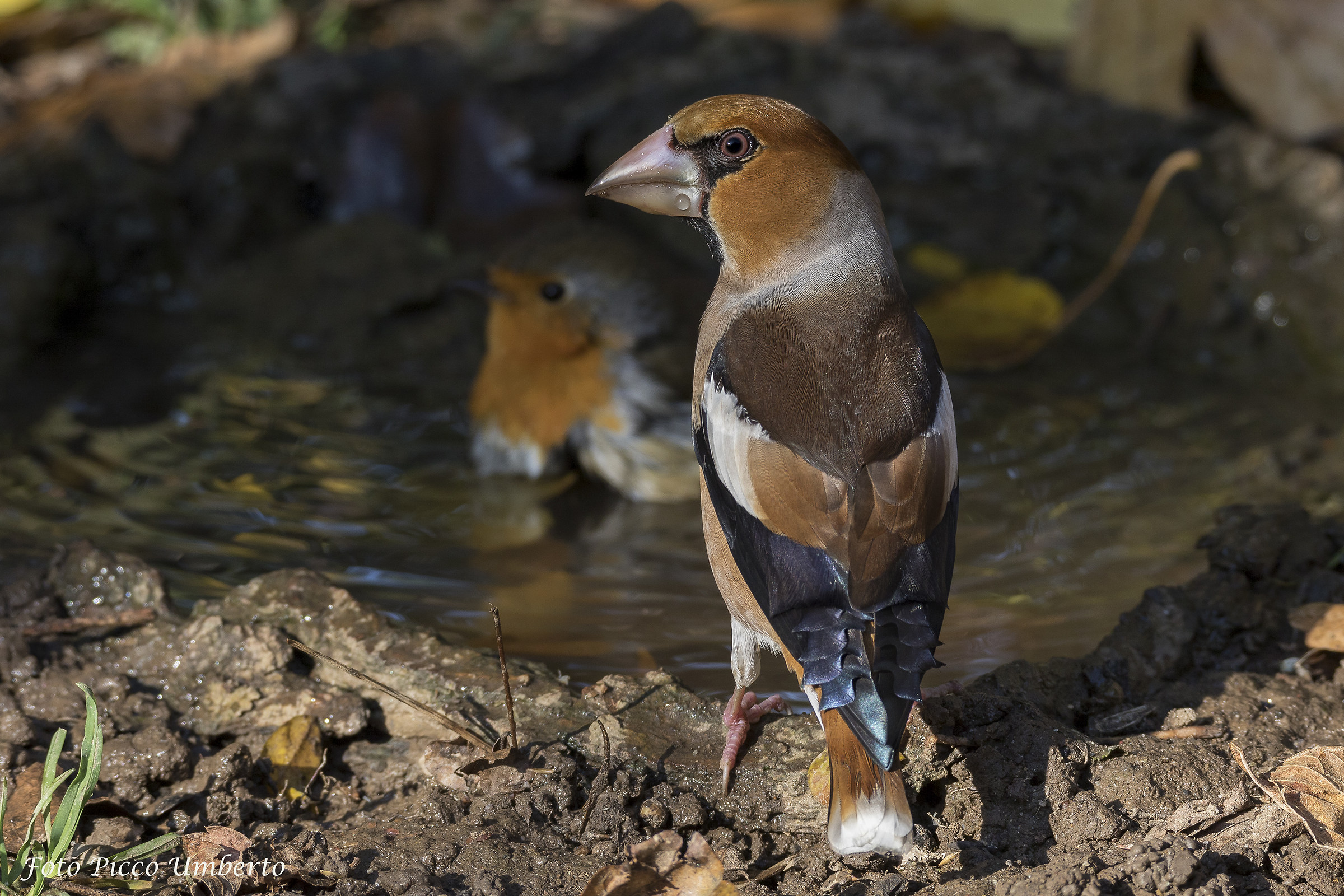 frosone alla pozzanghera