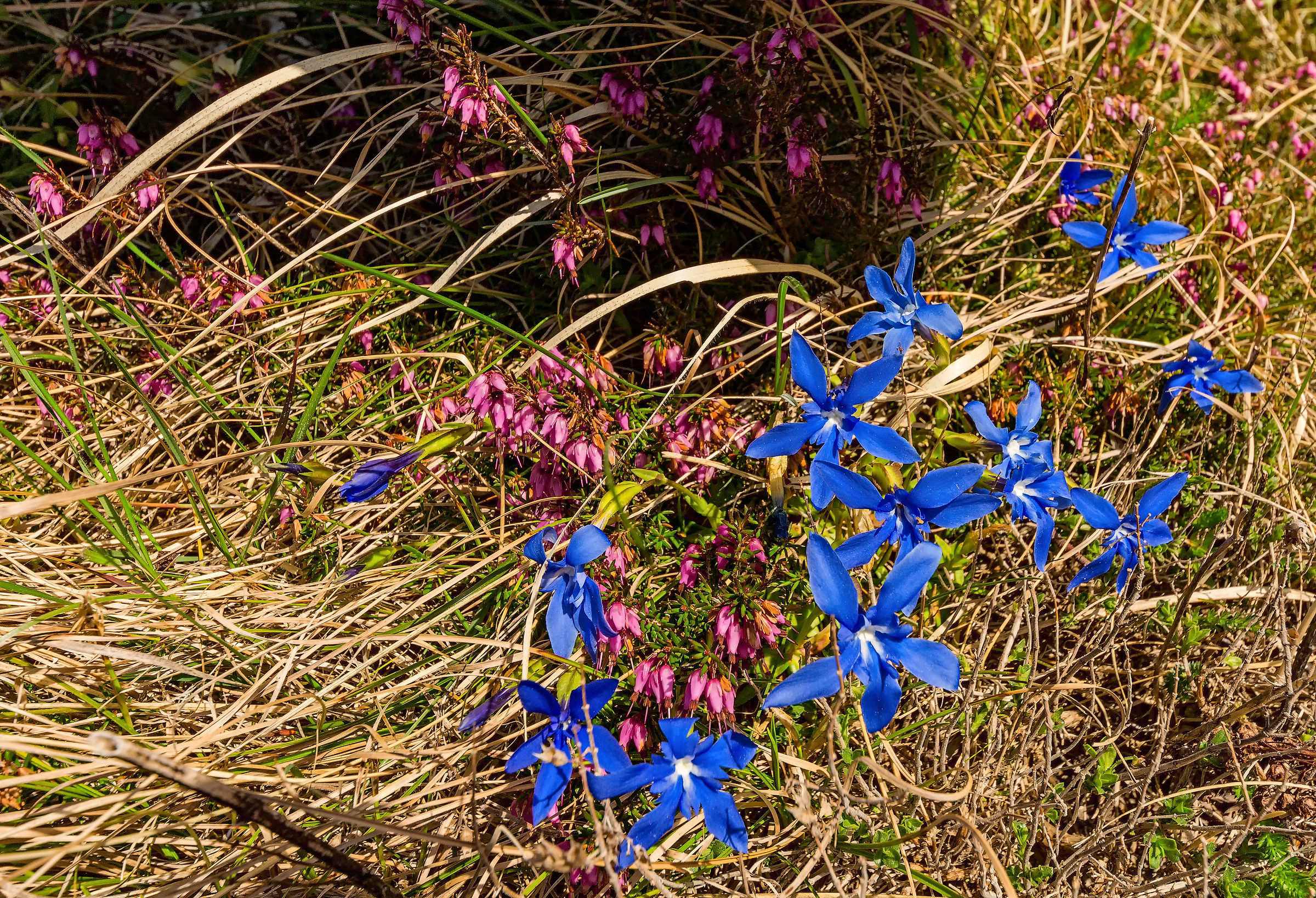 Genziane ed erica. Apuane