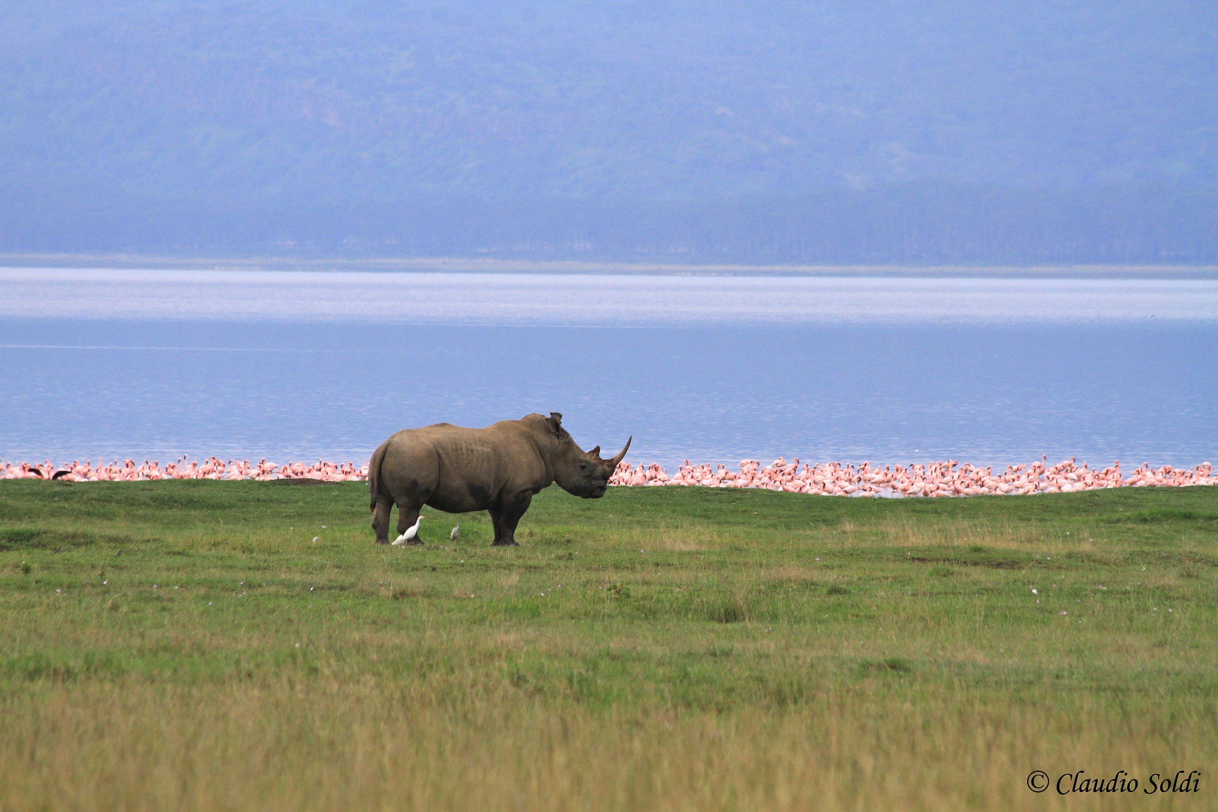 Lake Nakuru - rhino and flamingos