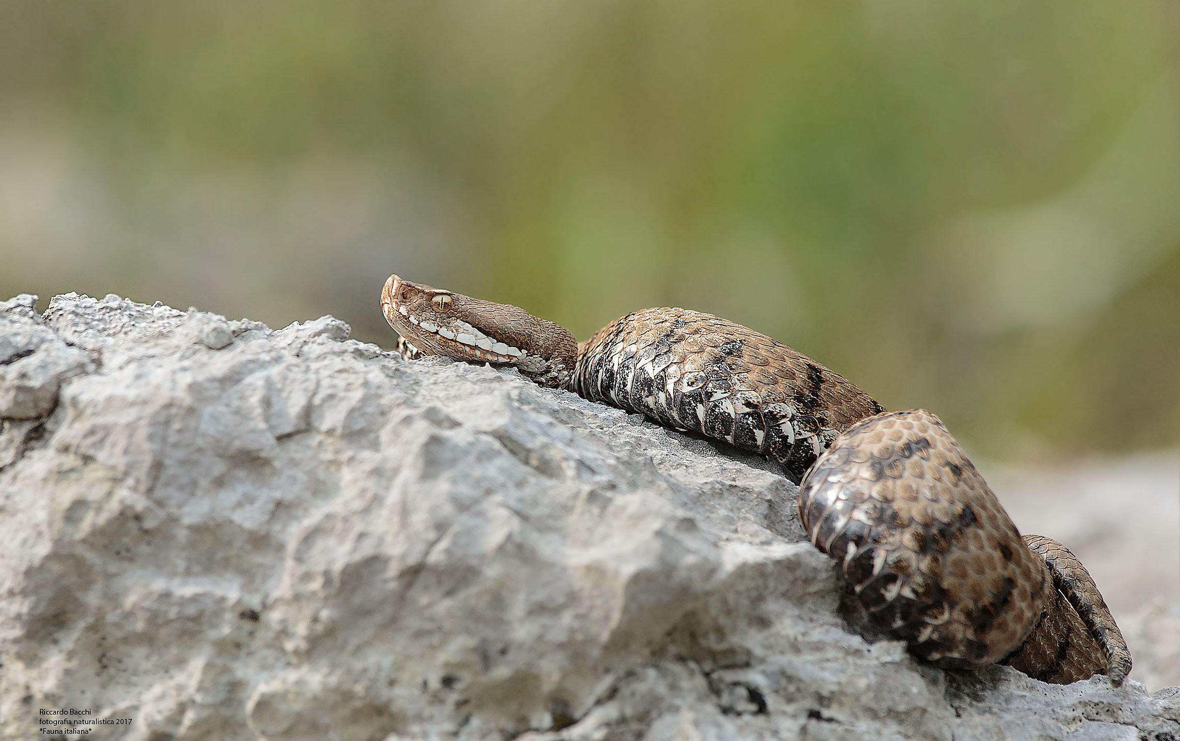 Vipera Comune