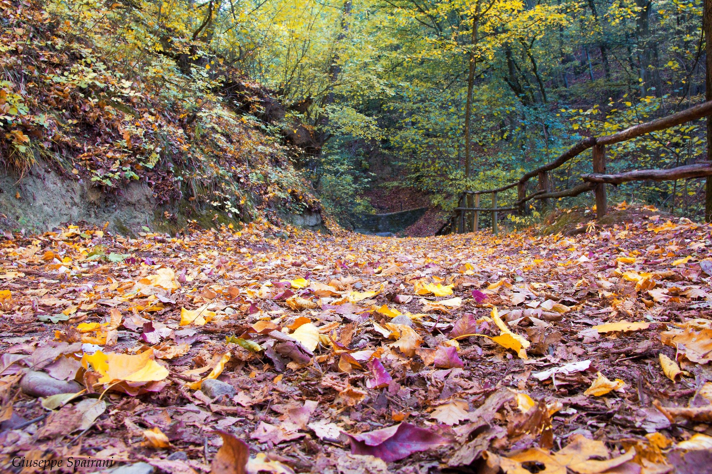 when the leaves fall