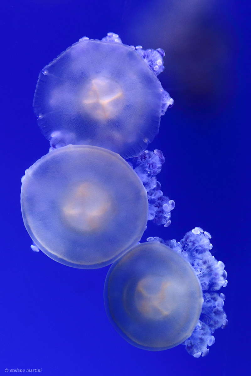 In three in the blue