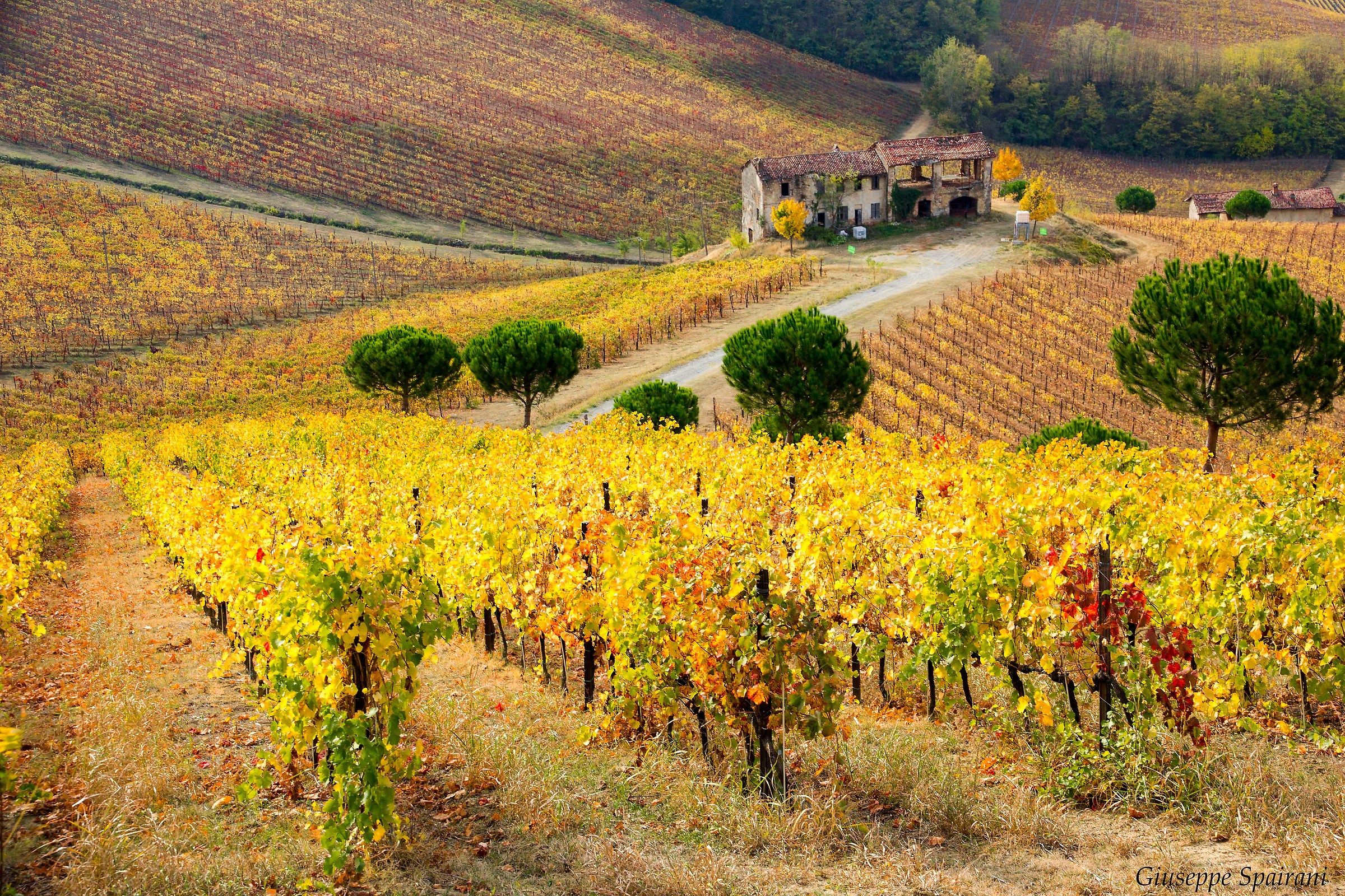 Oltrepò dressed in autumn