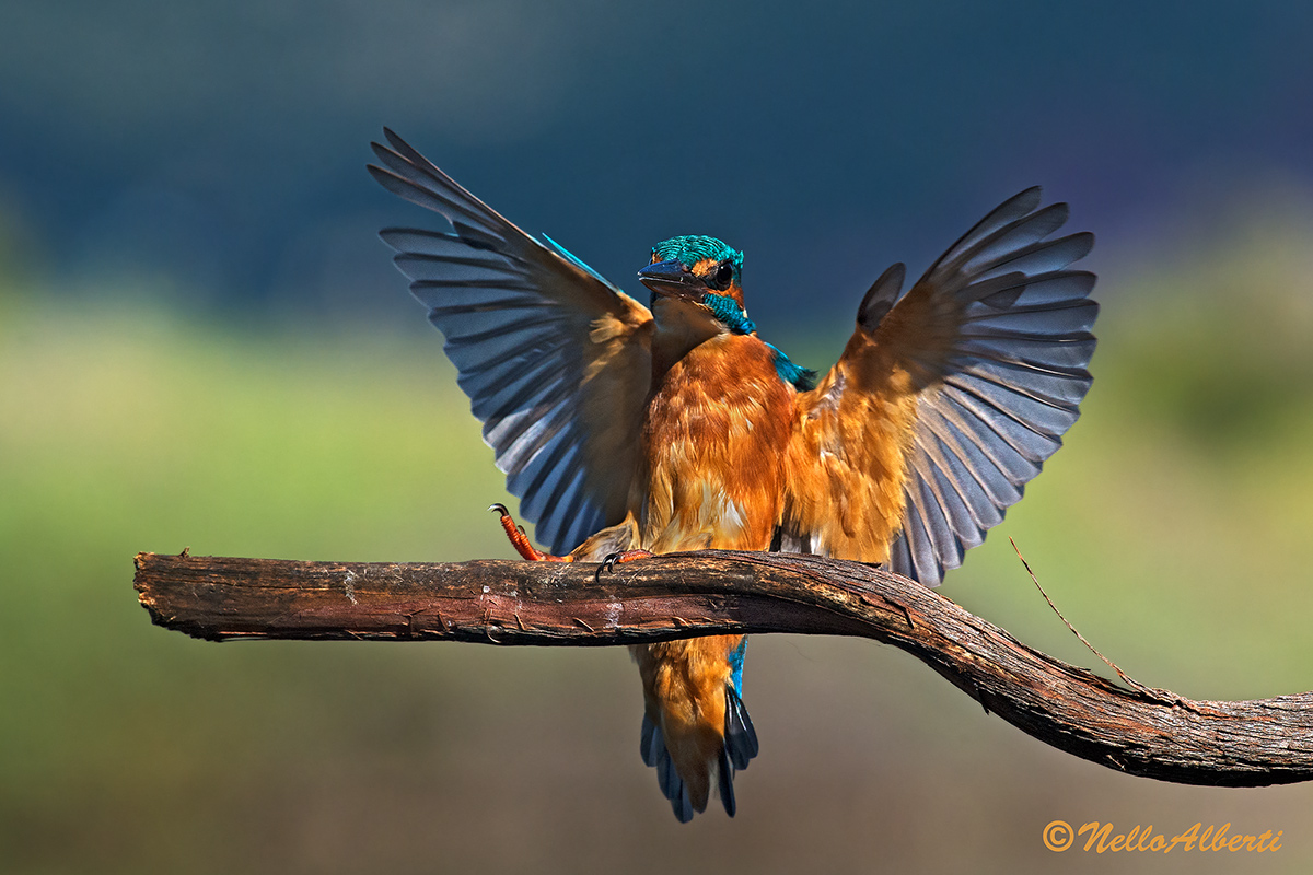arrival at the roost