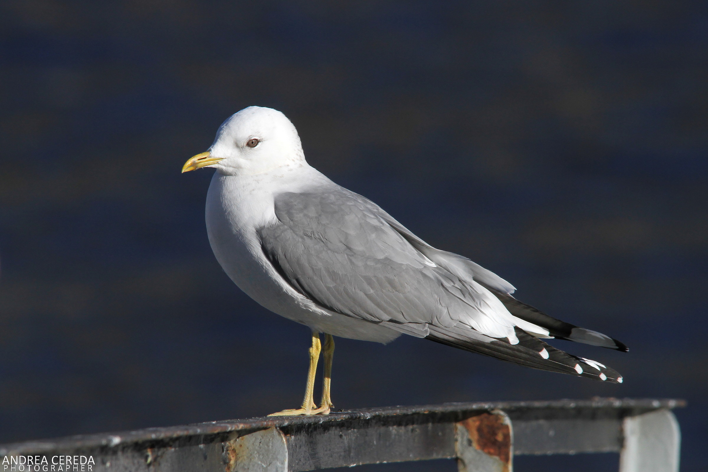 Larus canus - Gavina