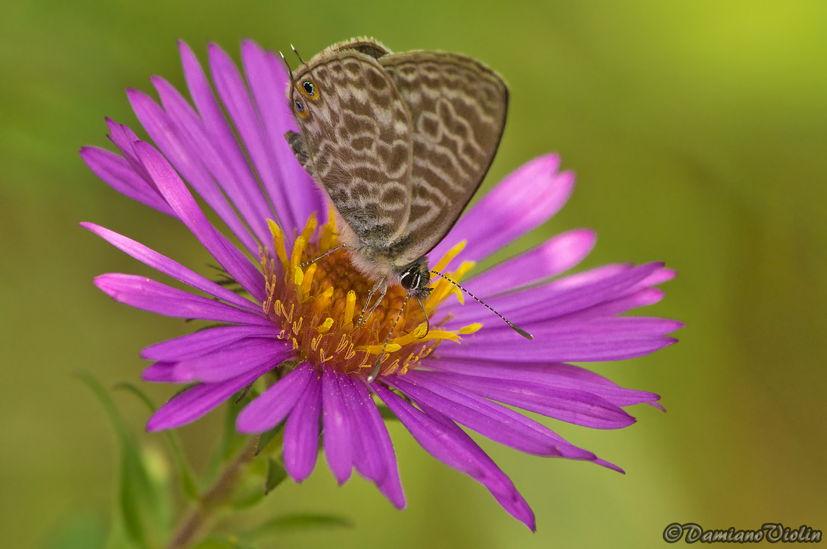 Syntarucus pirithous