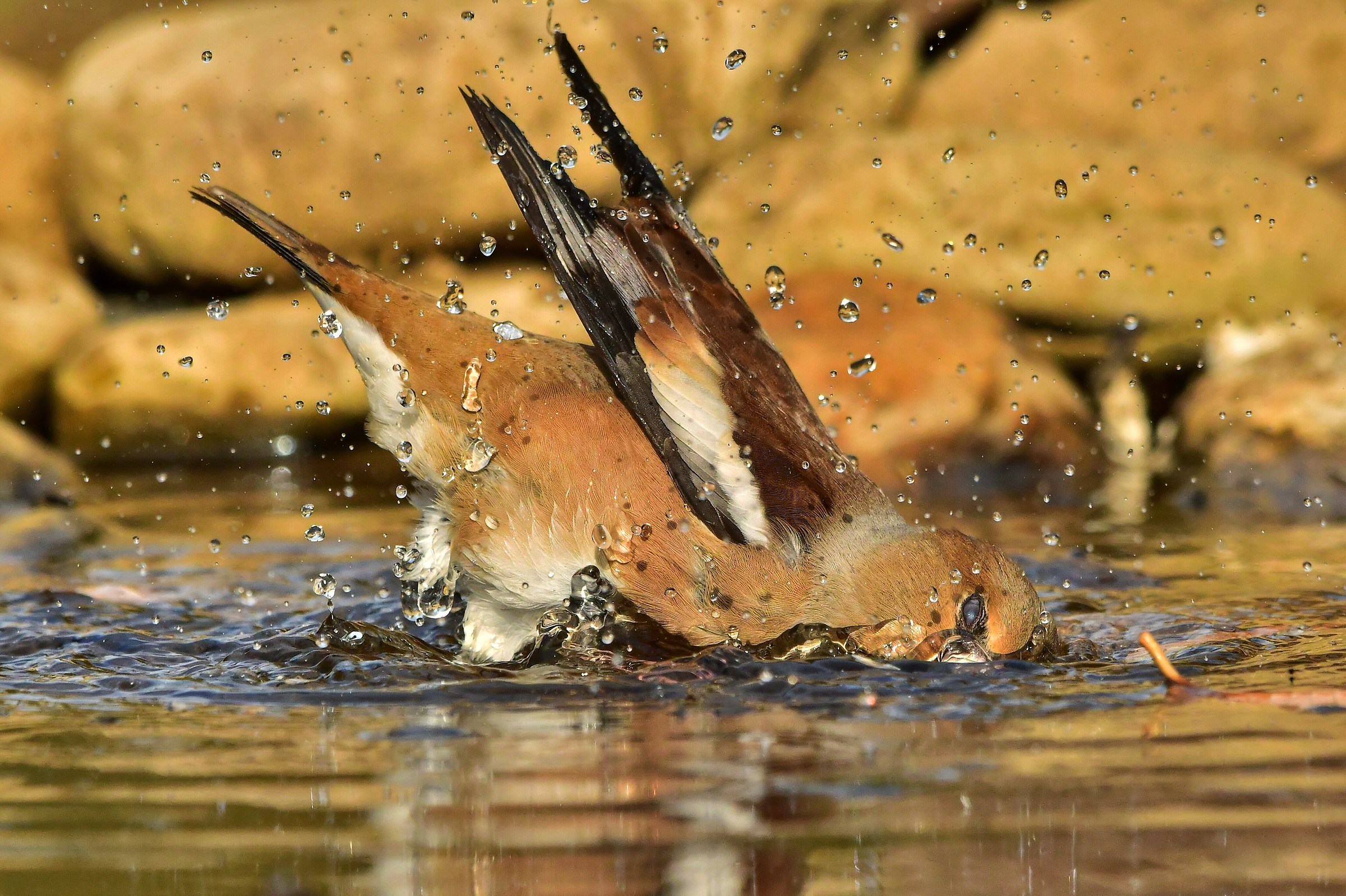 Wet Hawfinch