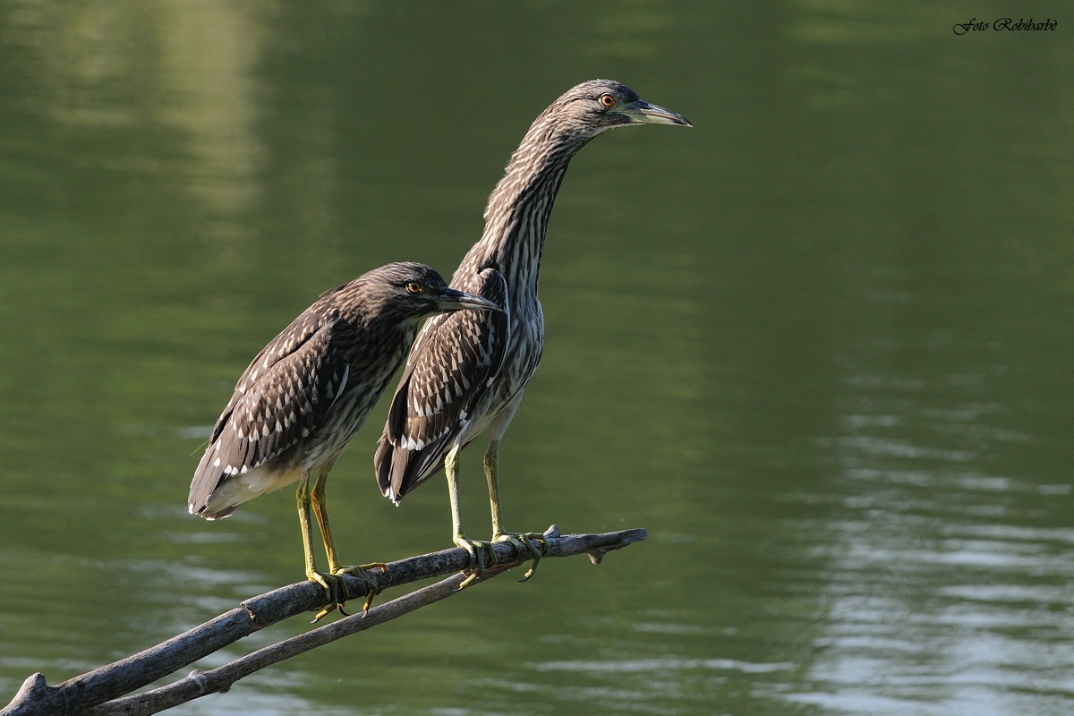 Nitticora (immaturi)