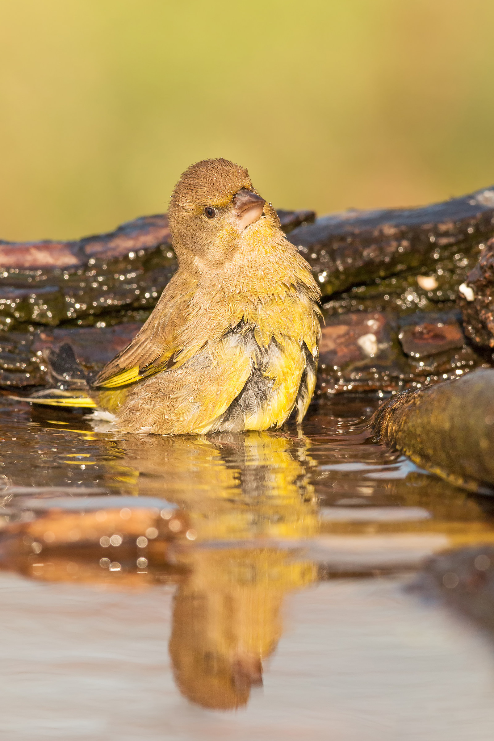 the bath of the green