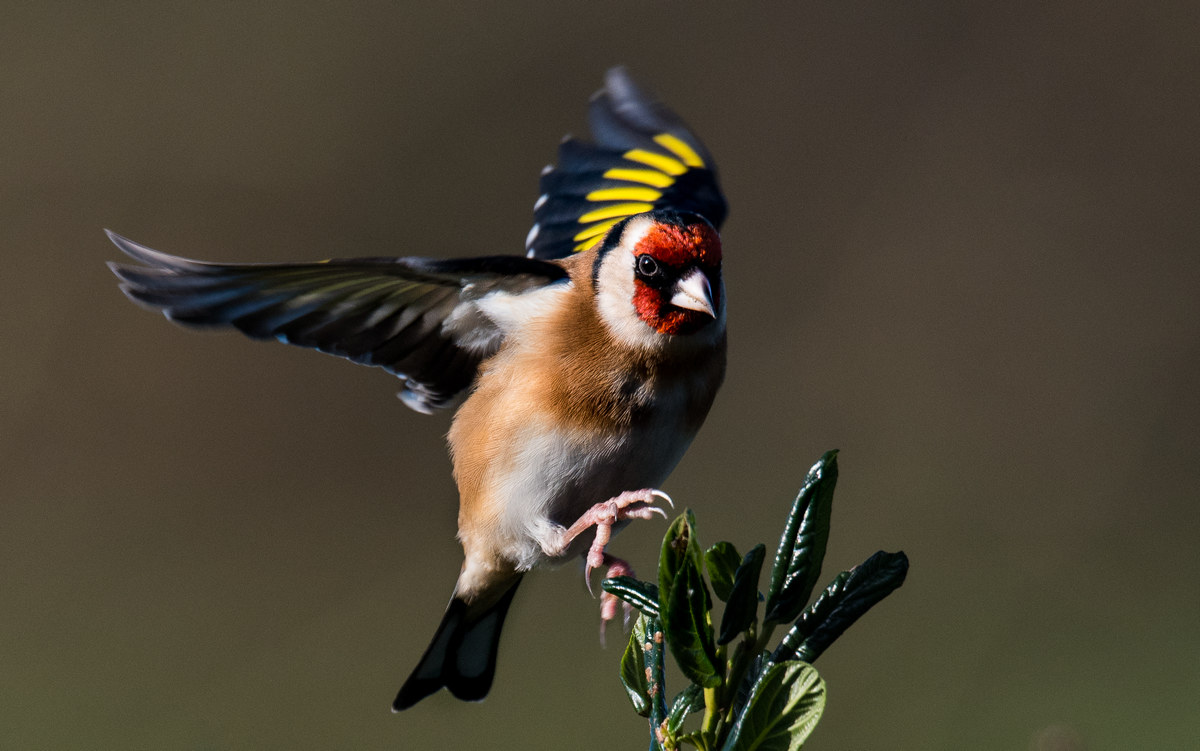 Goldfinch