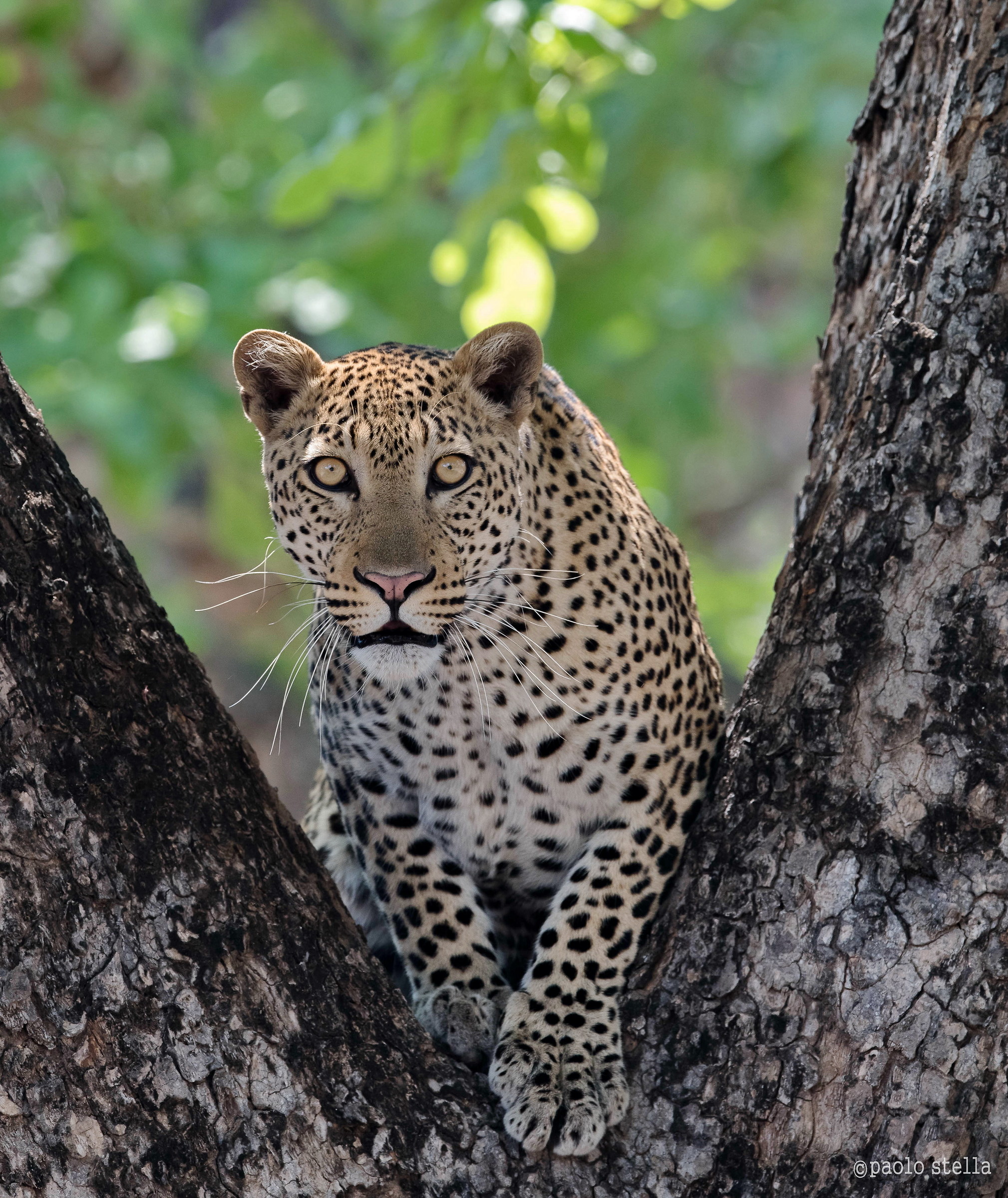the look of the young leopard