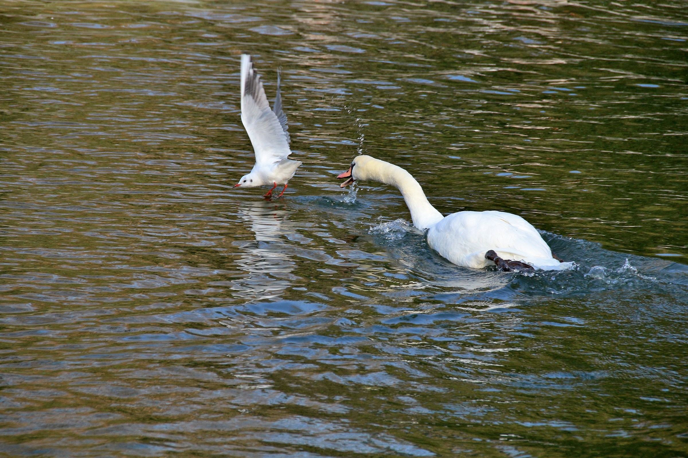 Defense of the territory
