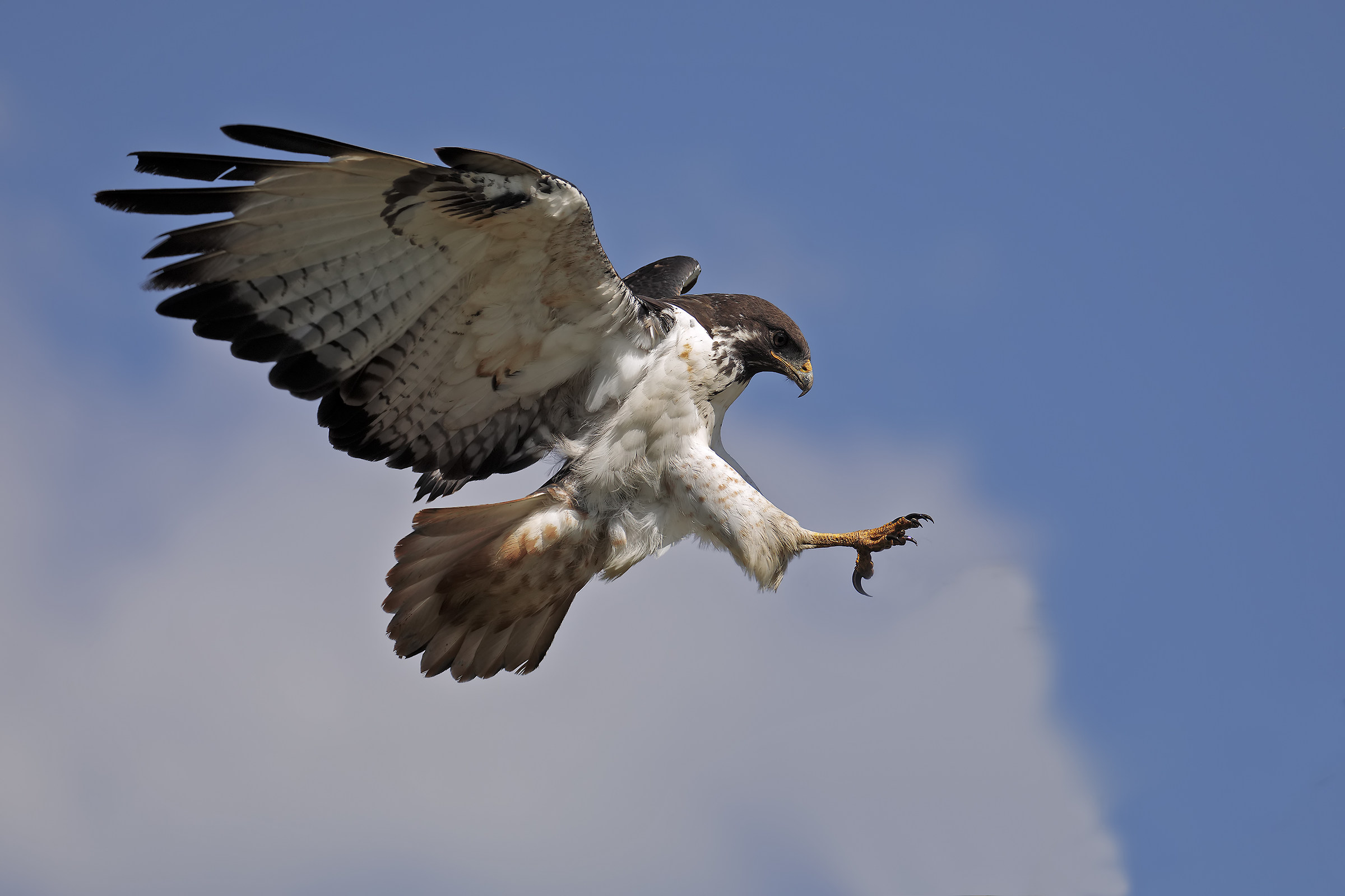 Poiana augure in atterraggio.