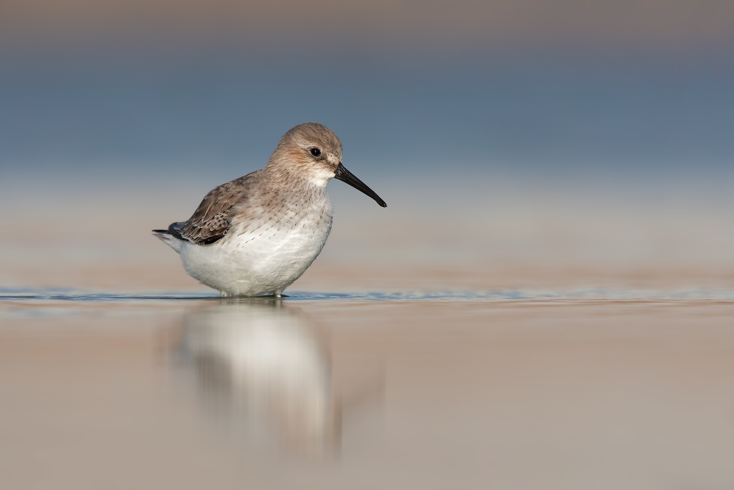 Pancianera sandpiper