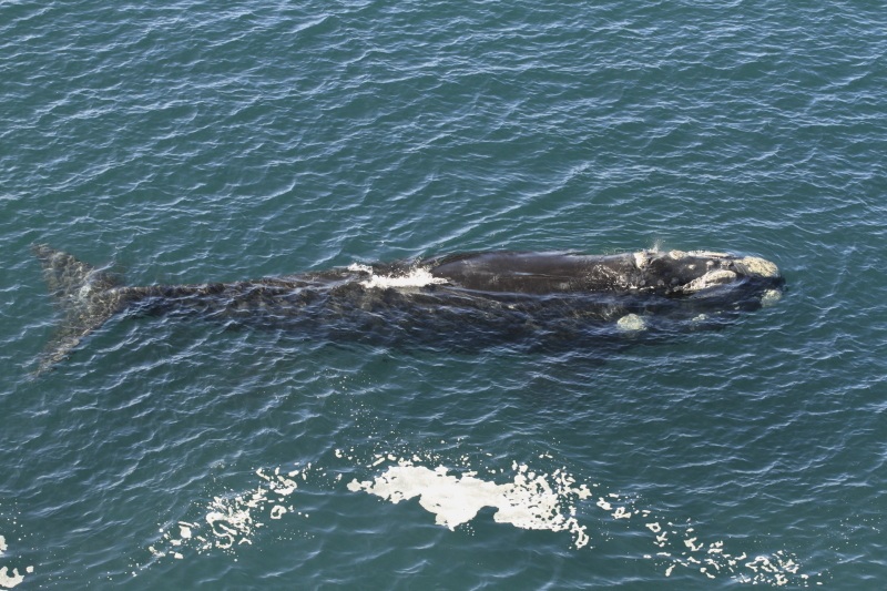 Southern Right Whale