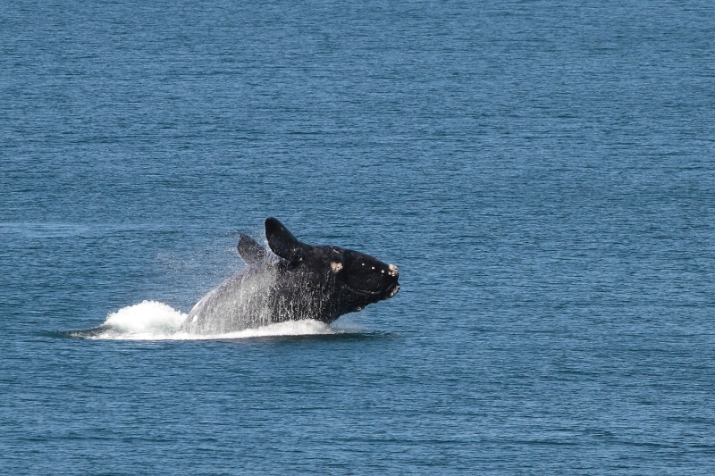 Southern Right Whale Breaching