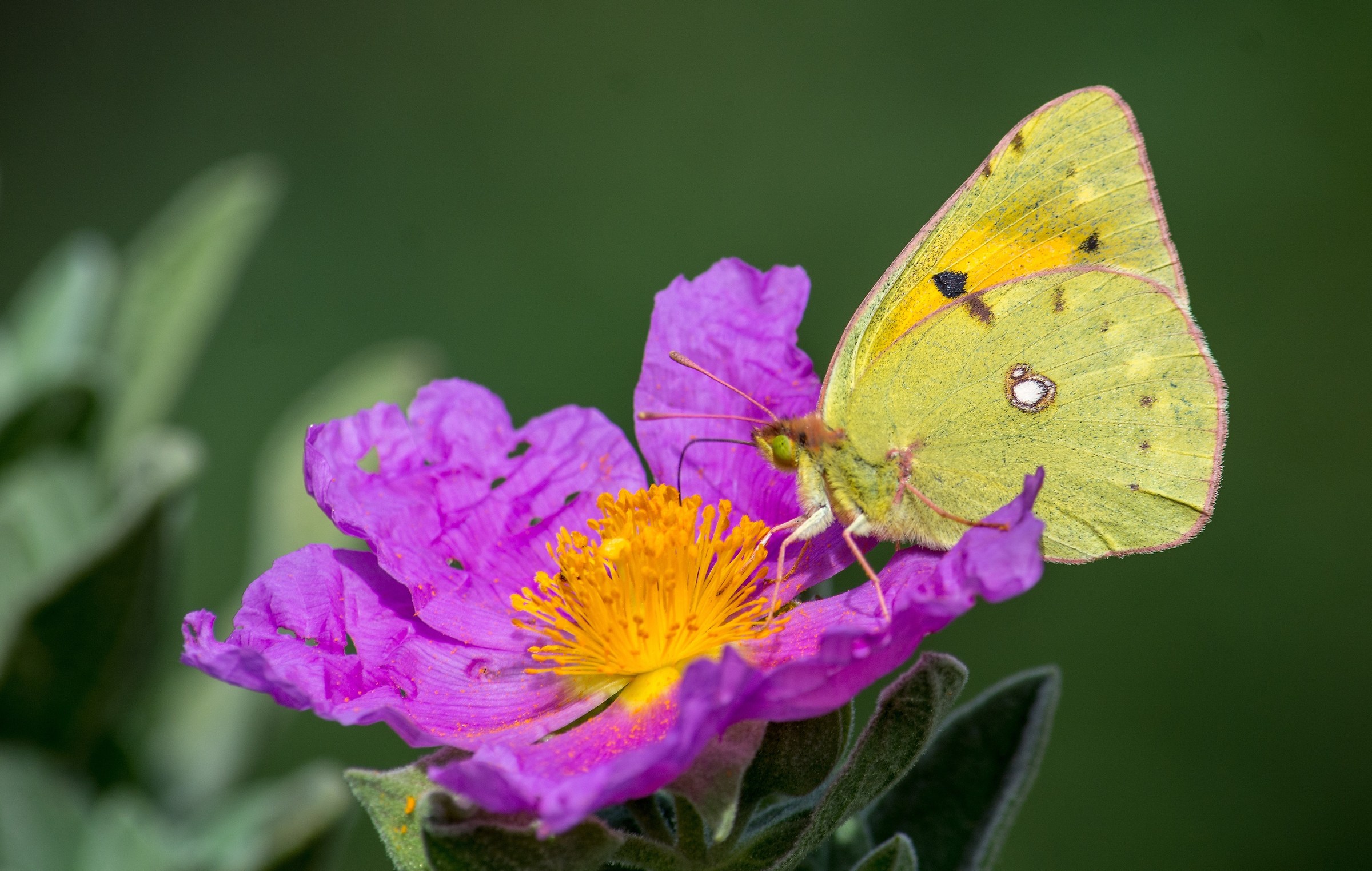 Il cisto e la farfalla
