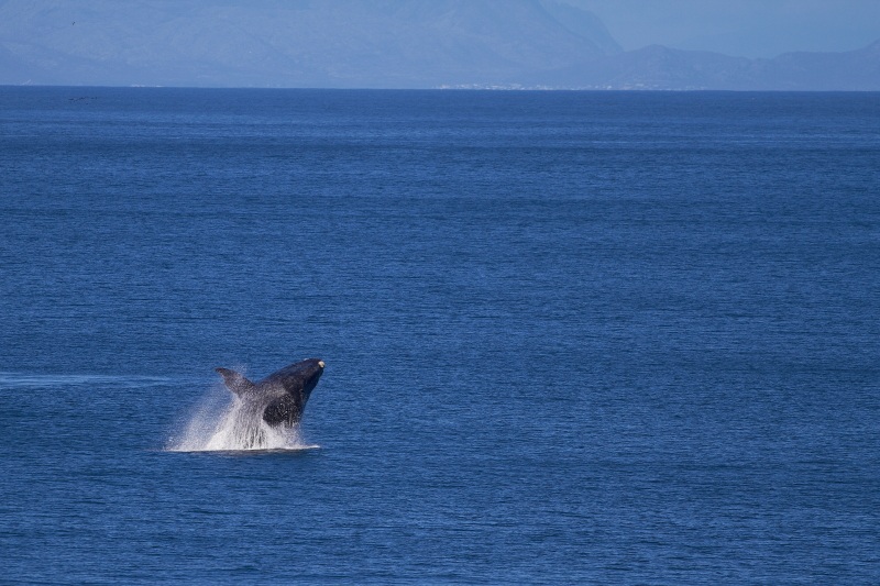 Southern Right Whale Breaching