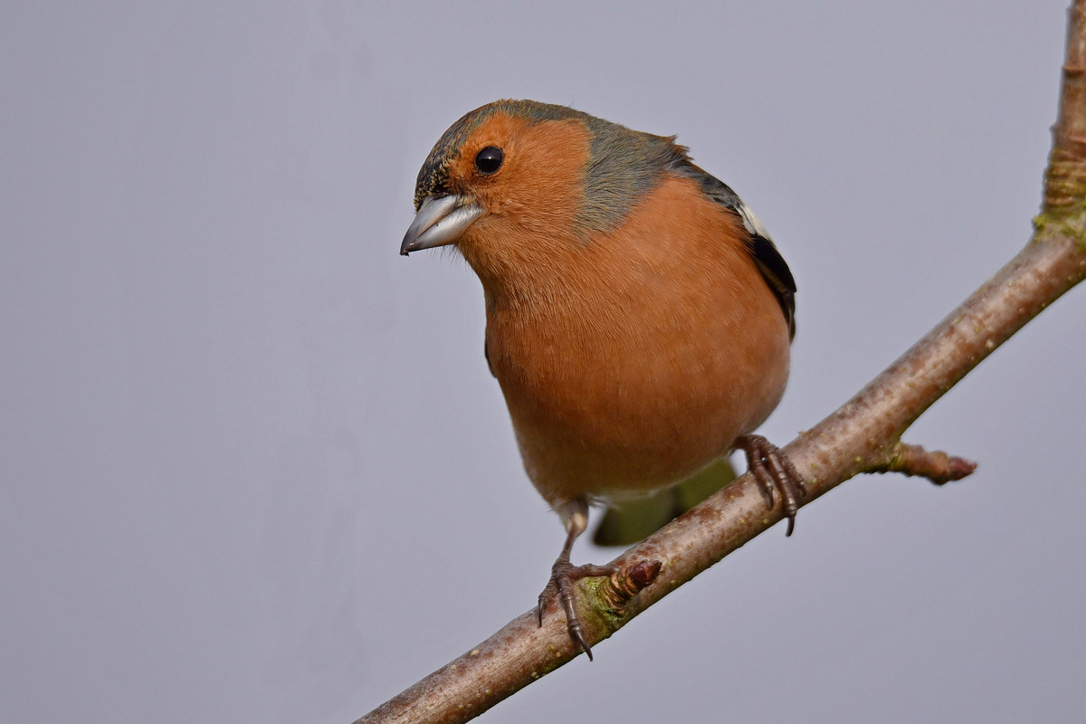 Chaffinch