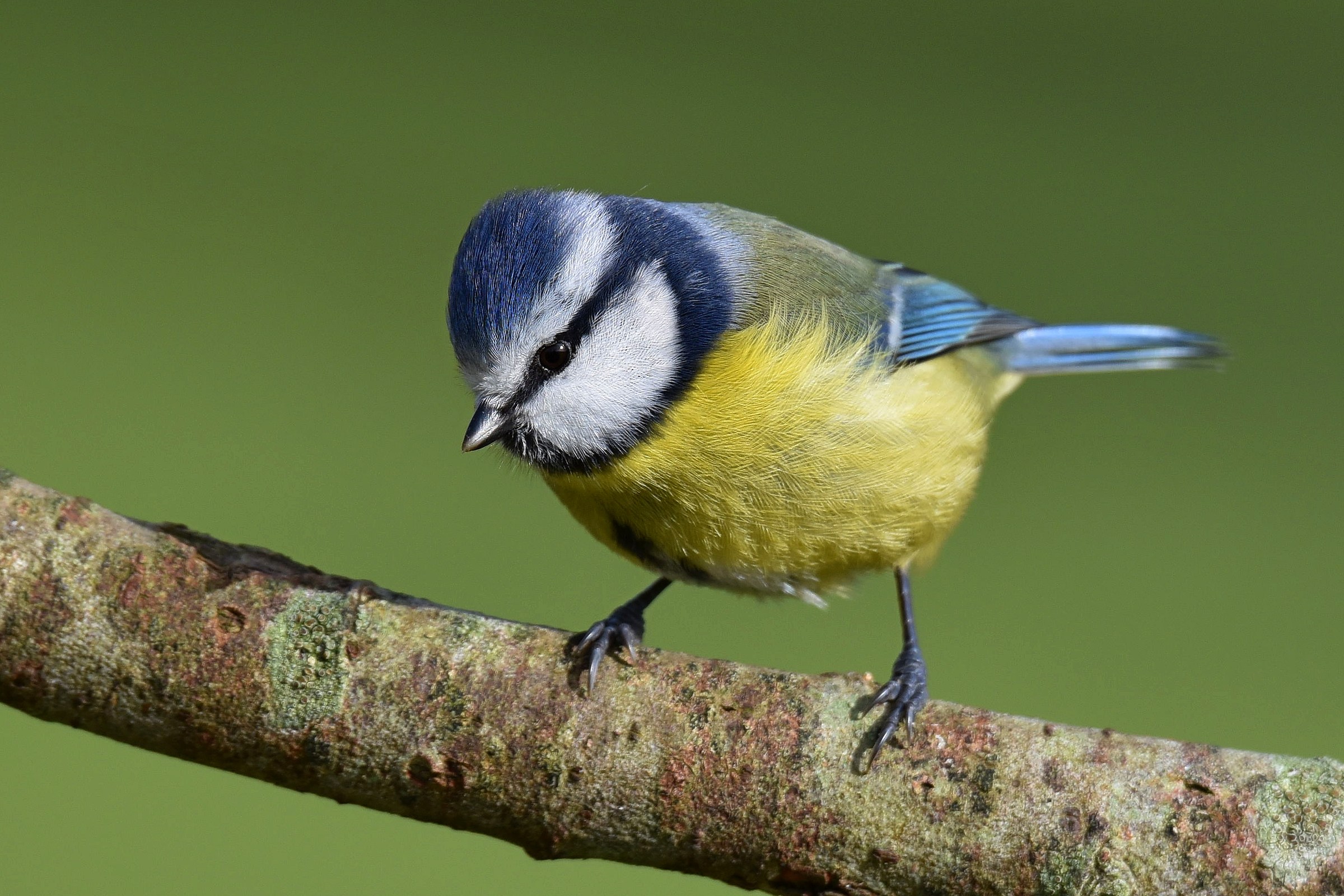 Blue Tit