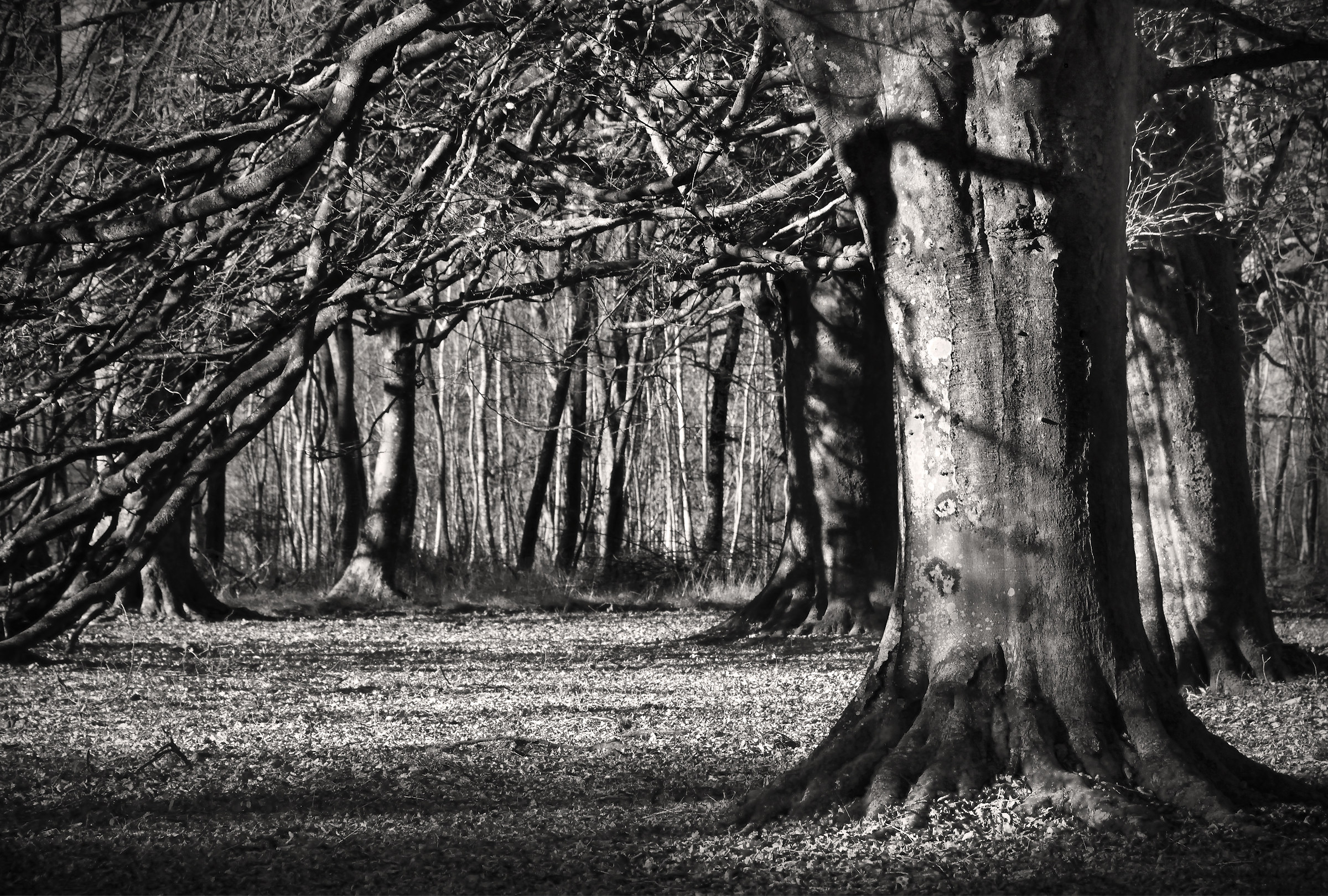 Now That the Leaves Have All Fallen