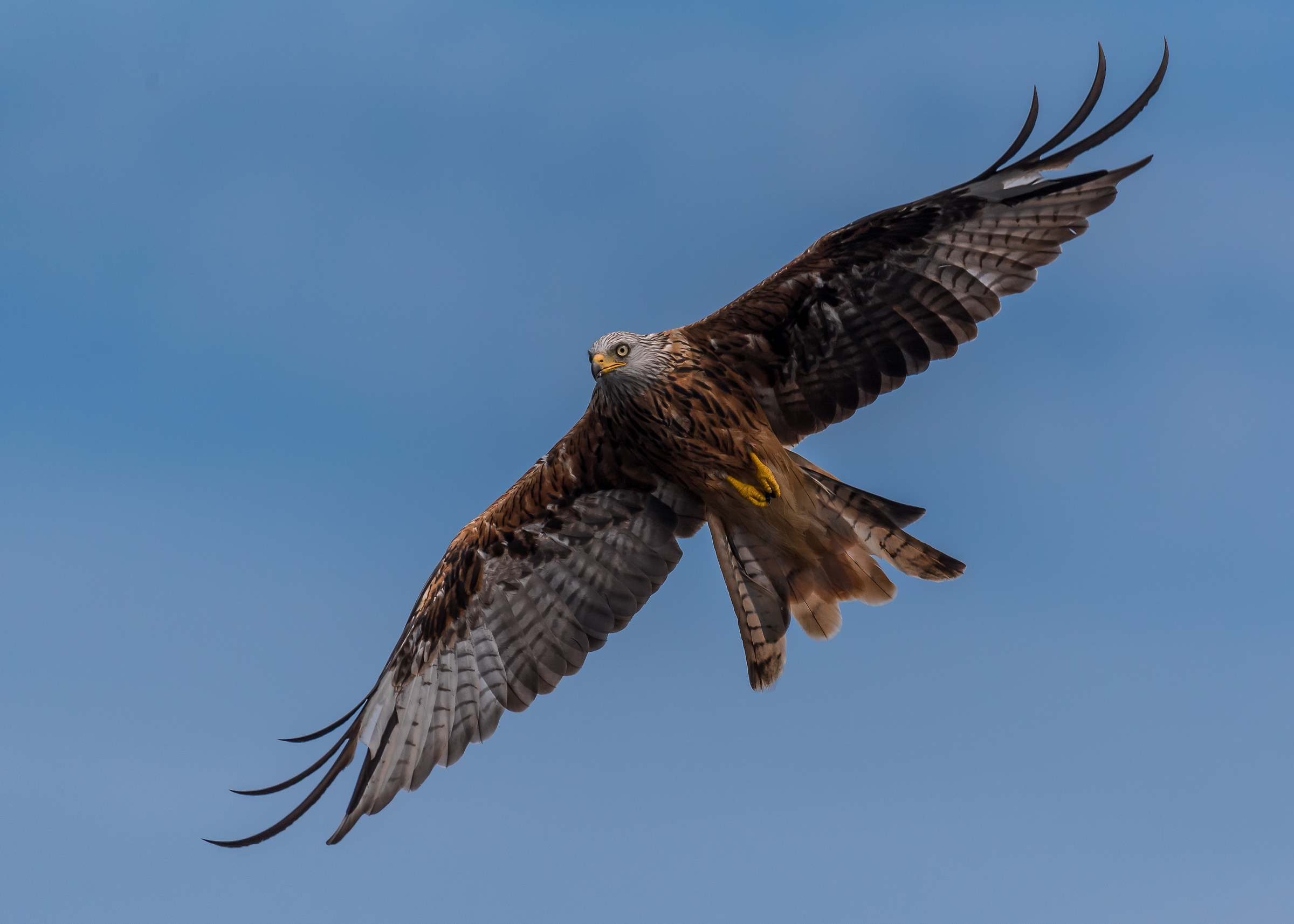Red Kite