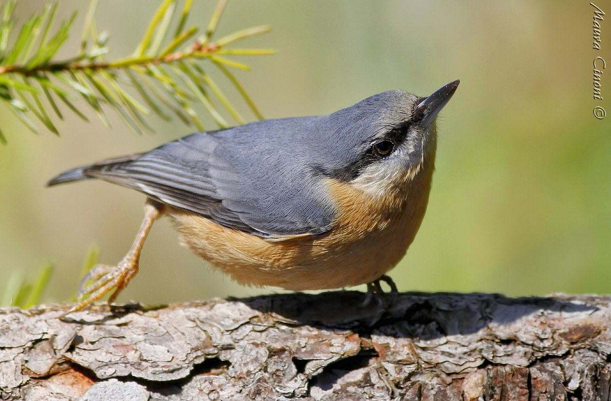 Nuthatch