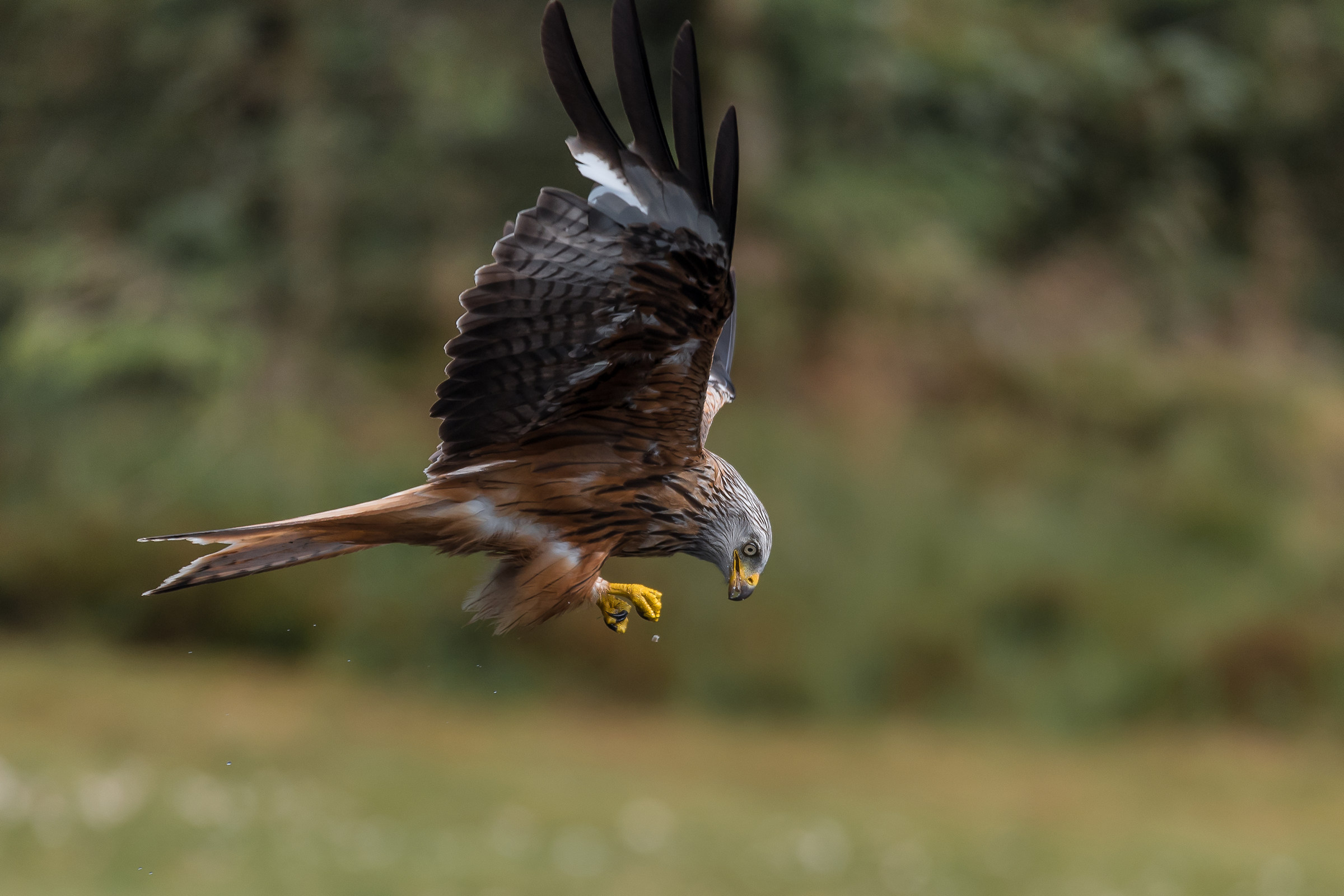 Red Kite (Milvus milvus) feeding on the wing