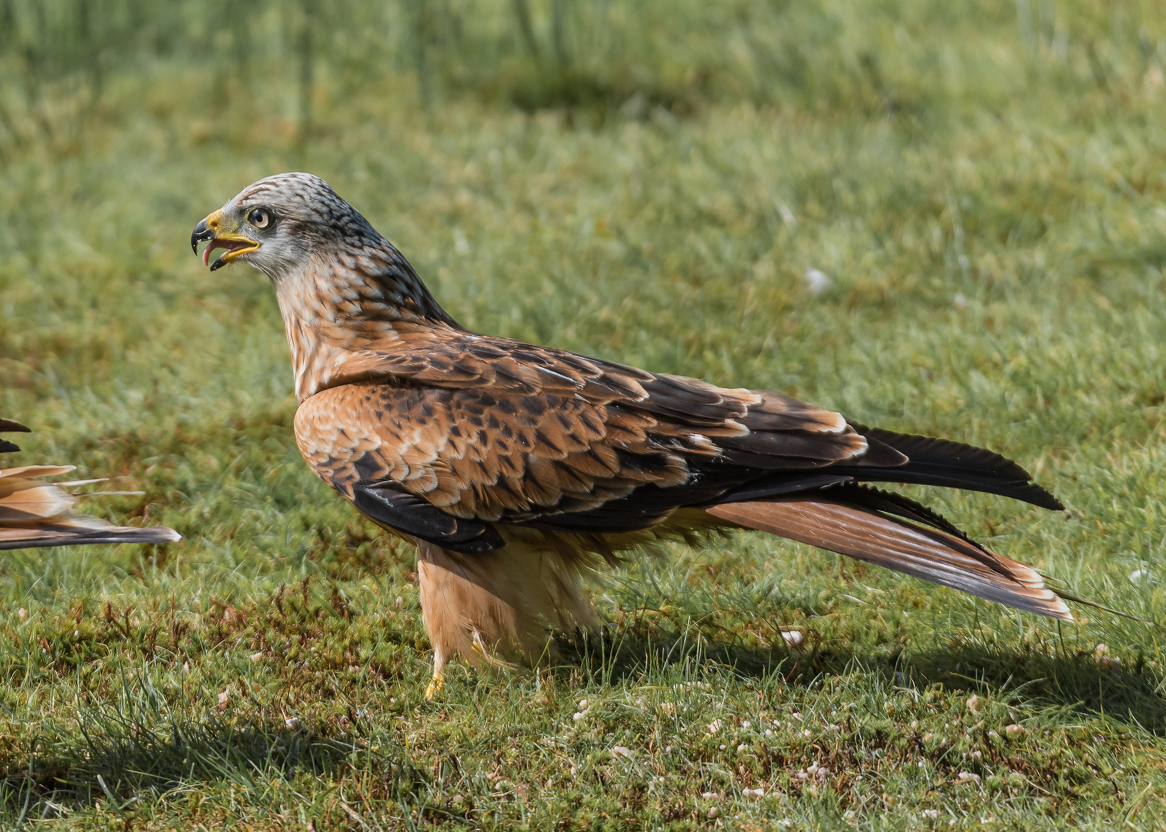 Red Kite